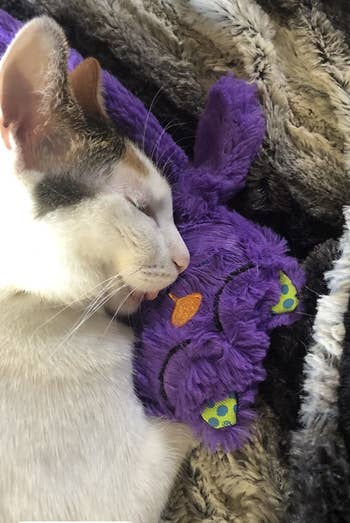 a reviewer's kitten cuddling with the pillow portion sleeping