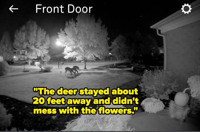 reviewer's night cam showing deer staying far away from flower beds and quote 