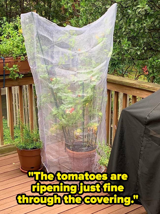 reviewer's tomato plant covered with the quote 