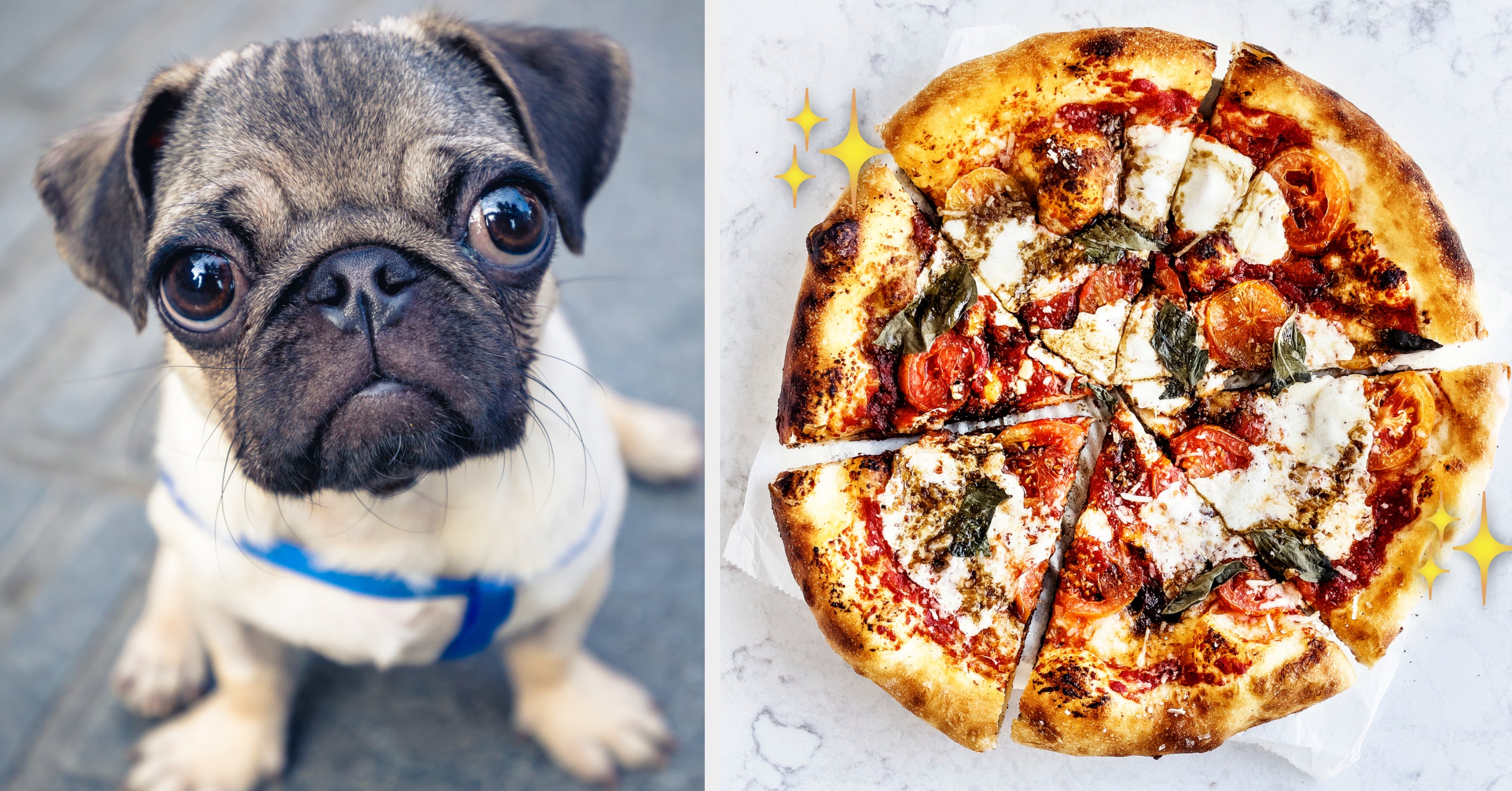 The Pizza You Make Will Reveal Which Dog Breed Matches Your Personality