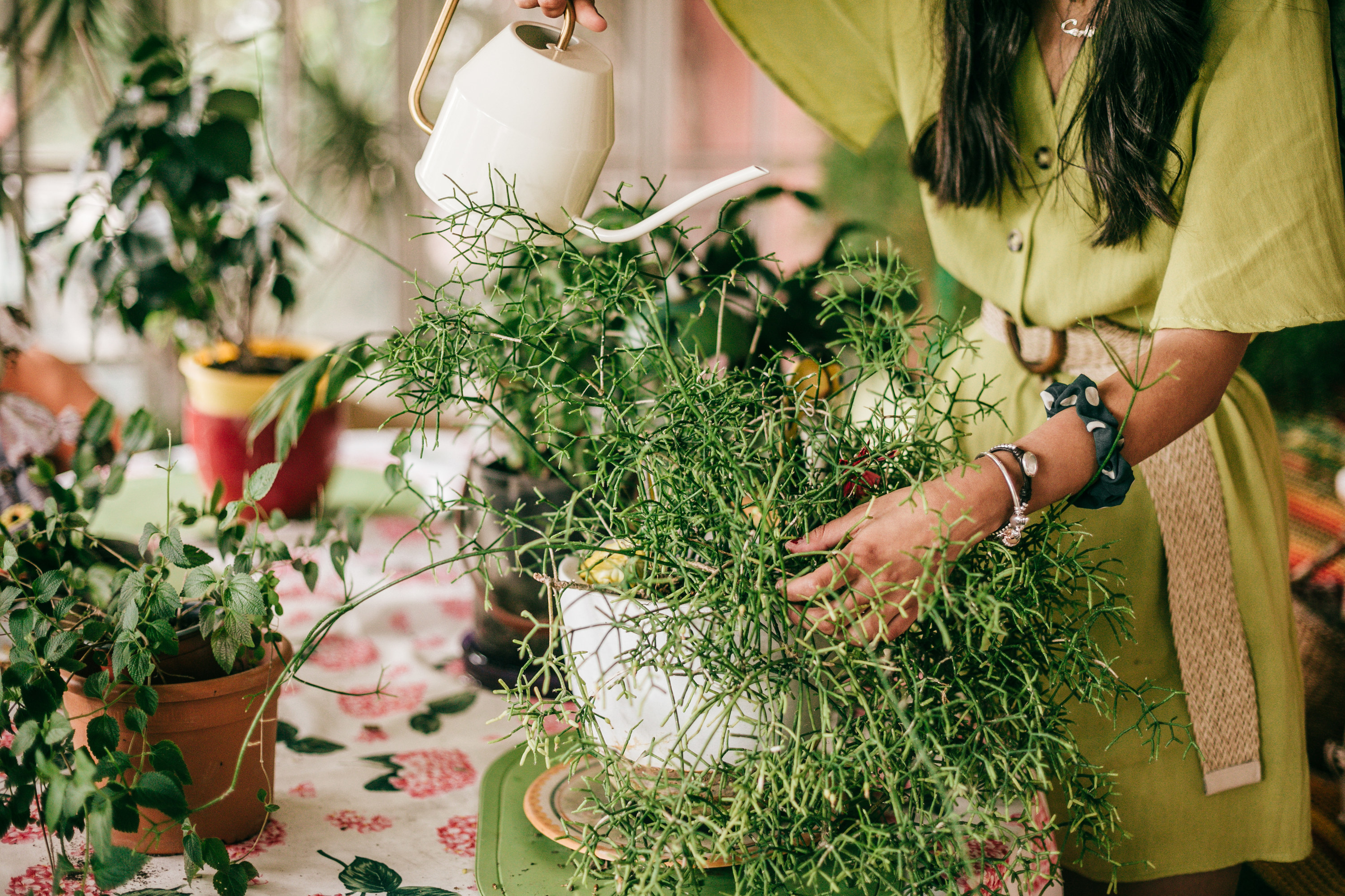 a person watering their plants