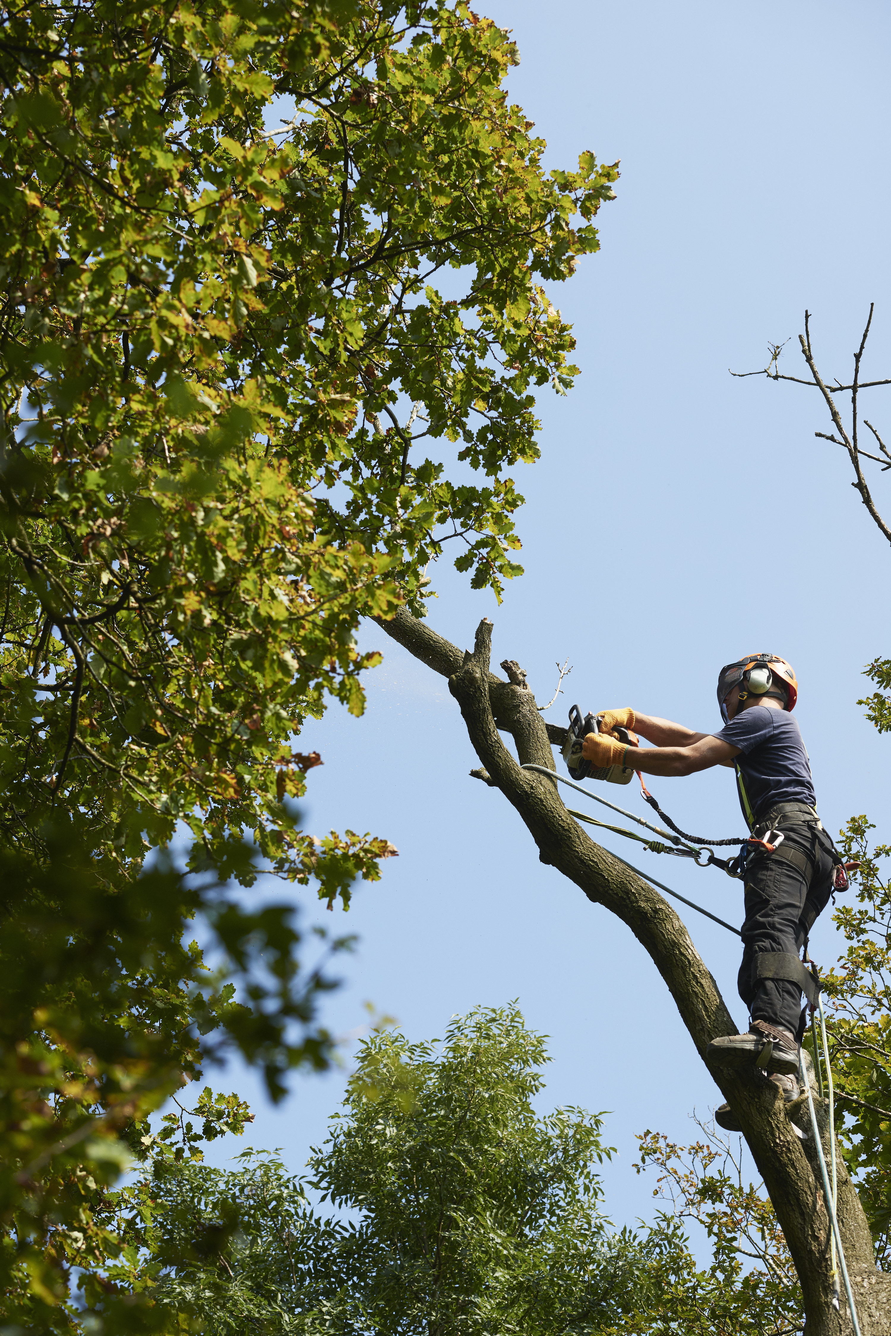 person cutting down a large tree with safety equipment