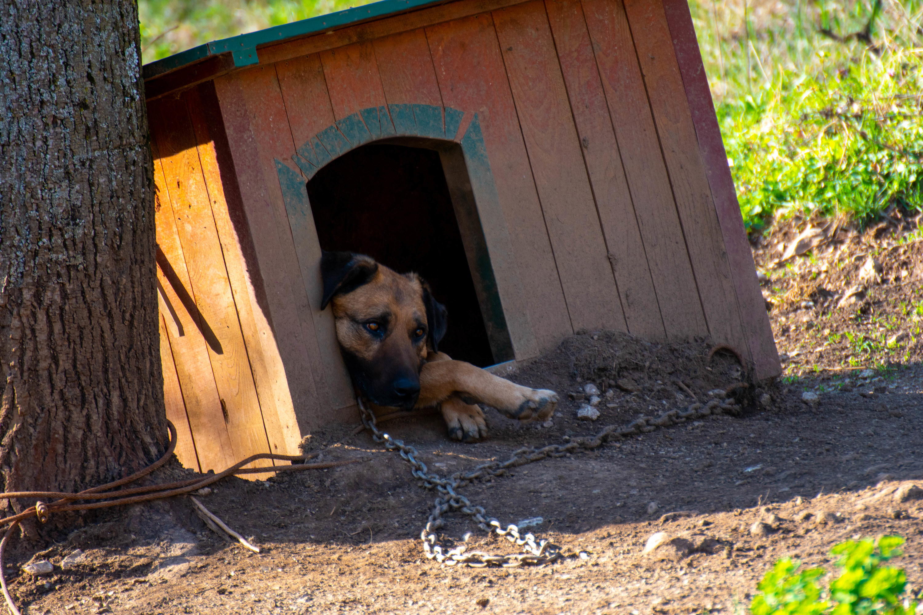 dog chained to a tree sleeping in dog house