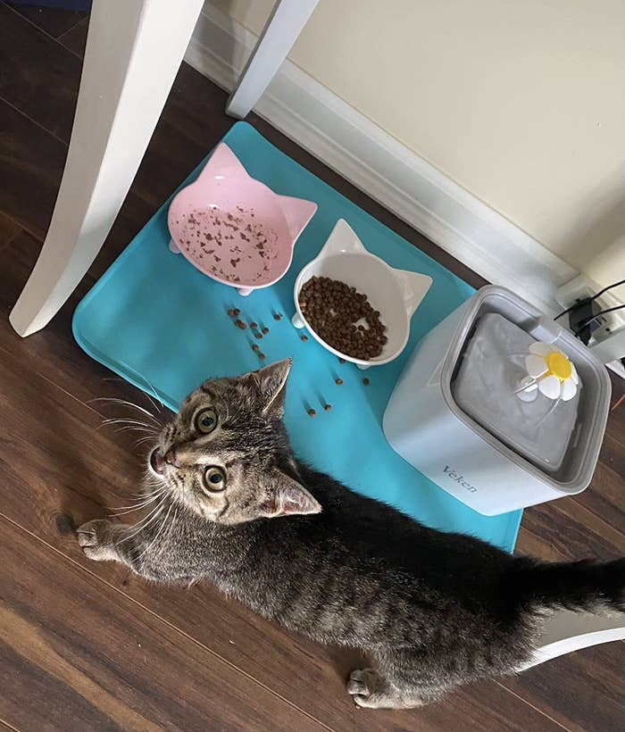 the silicone mat with food and water on it and a cat in front of it