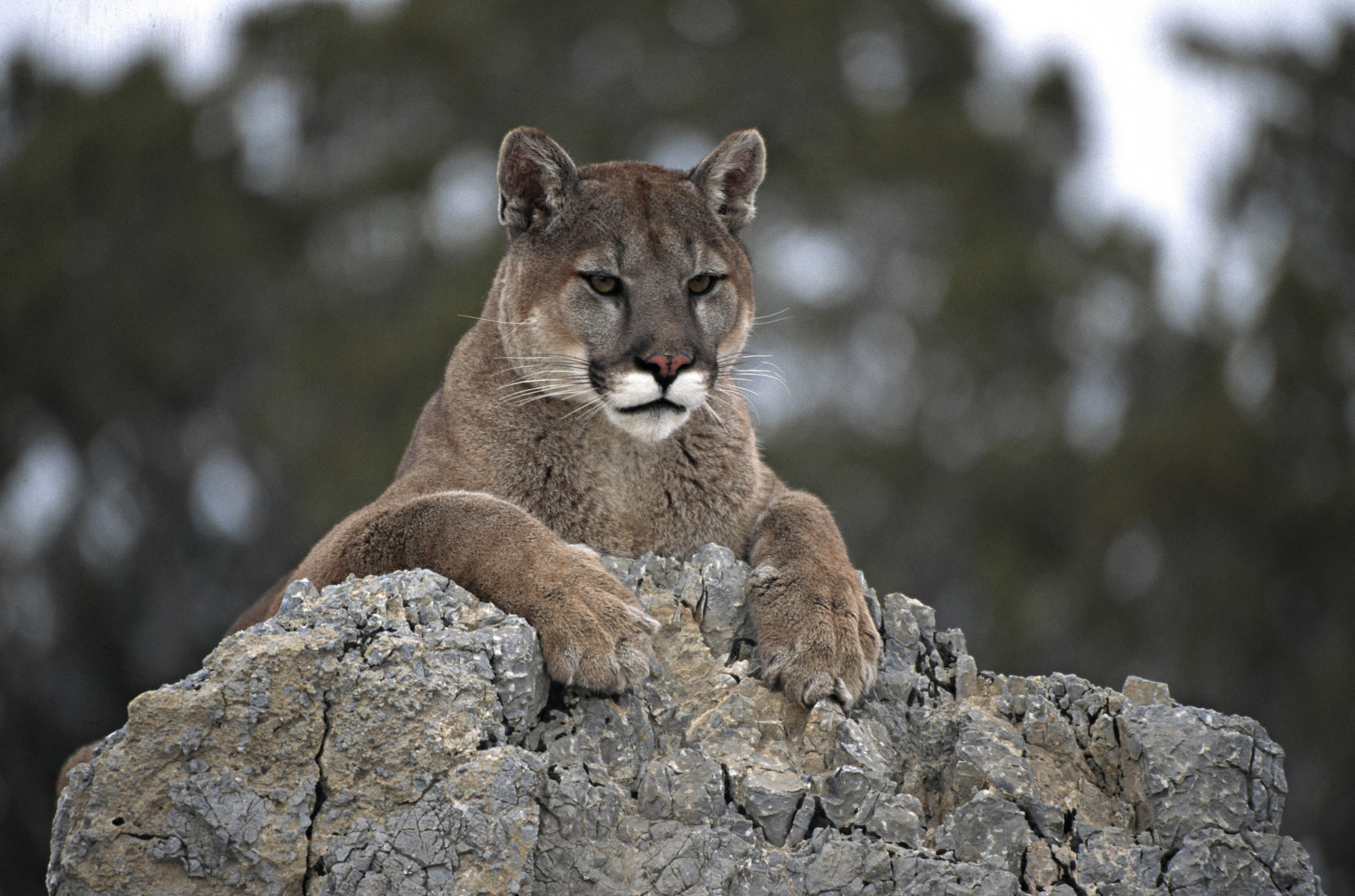 lion