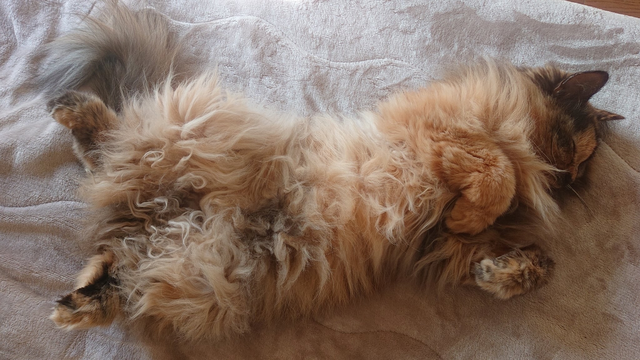 お腹を見せてくつろぐゆべしちゃん