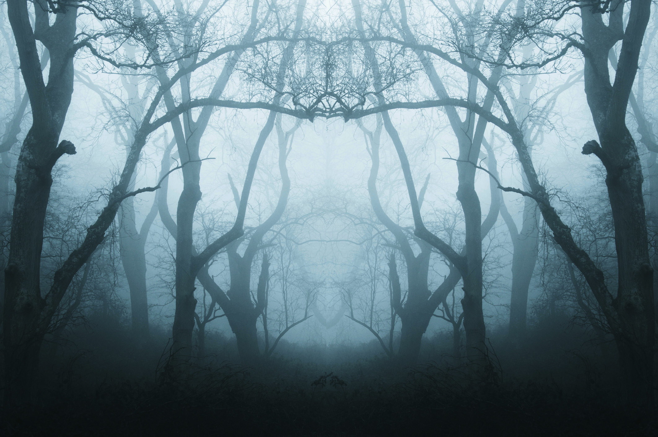 a spooky forest with a thick layer of fog