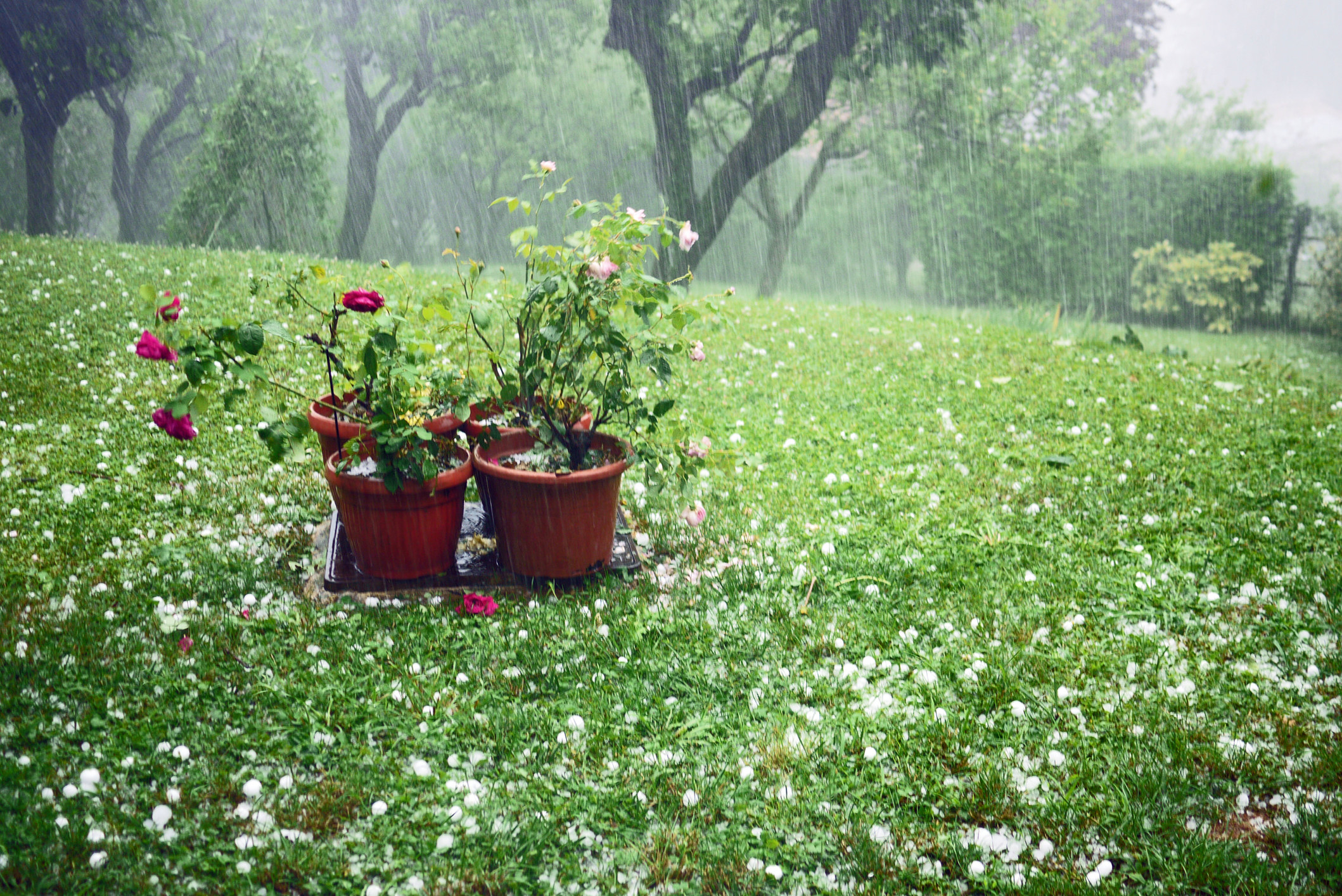 A garden during a hailstorm.