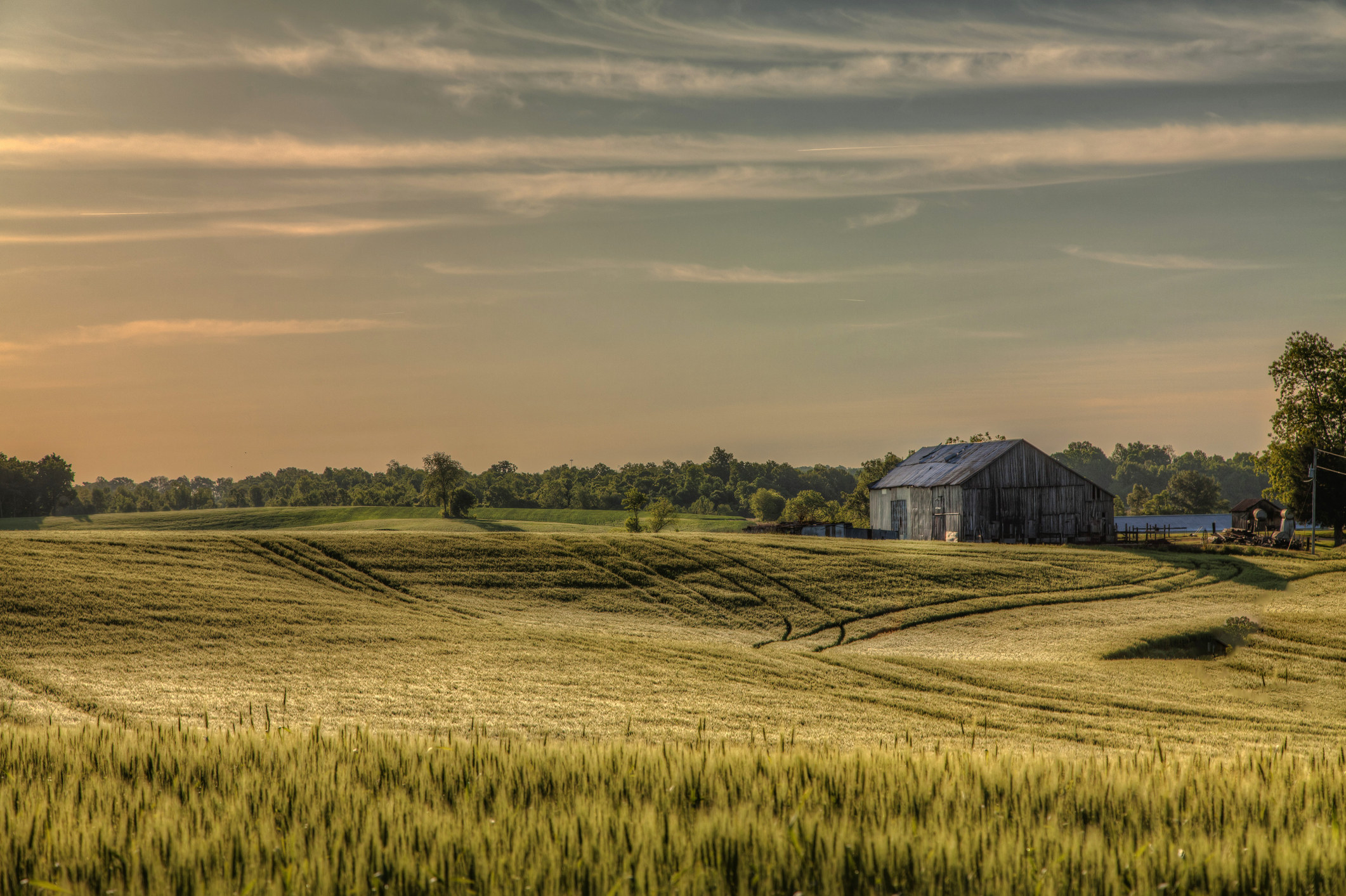 A wheat farm in midwestern USA.
