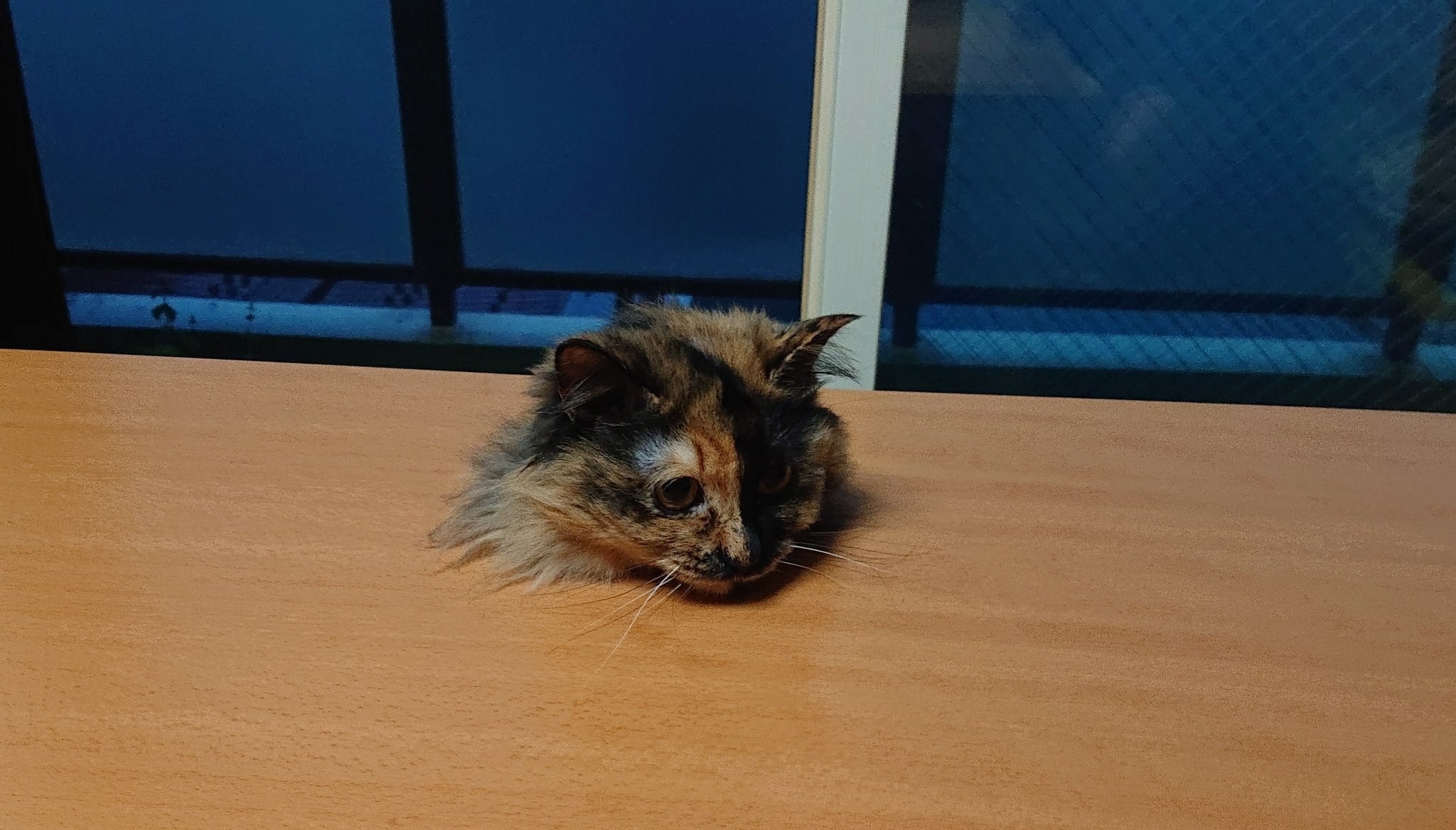生首になってしまった猫ちゃん