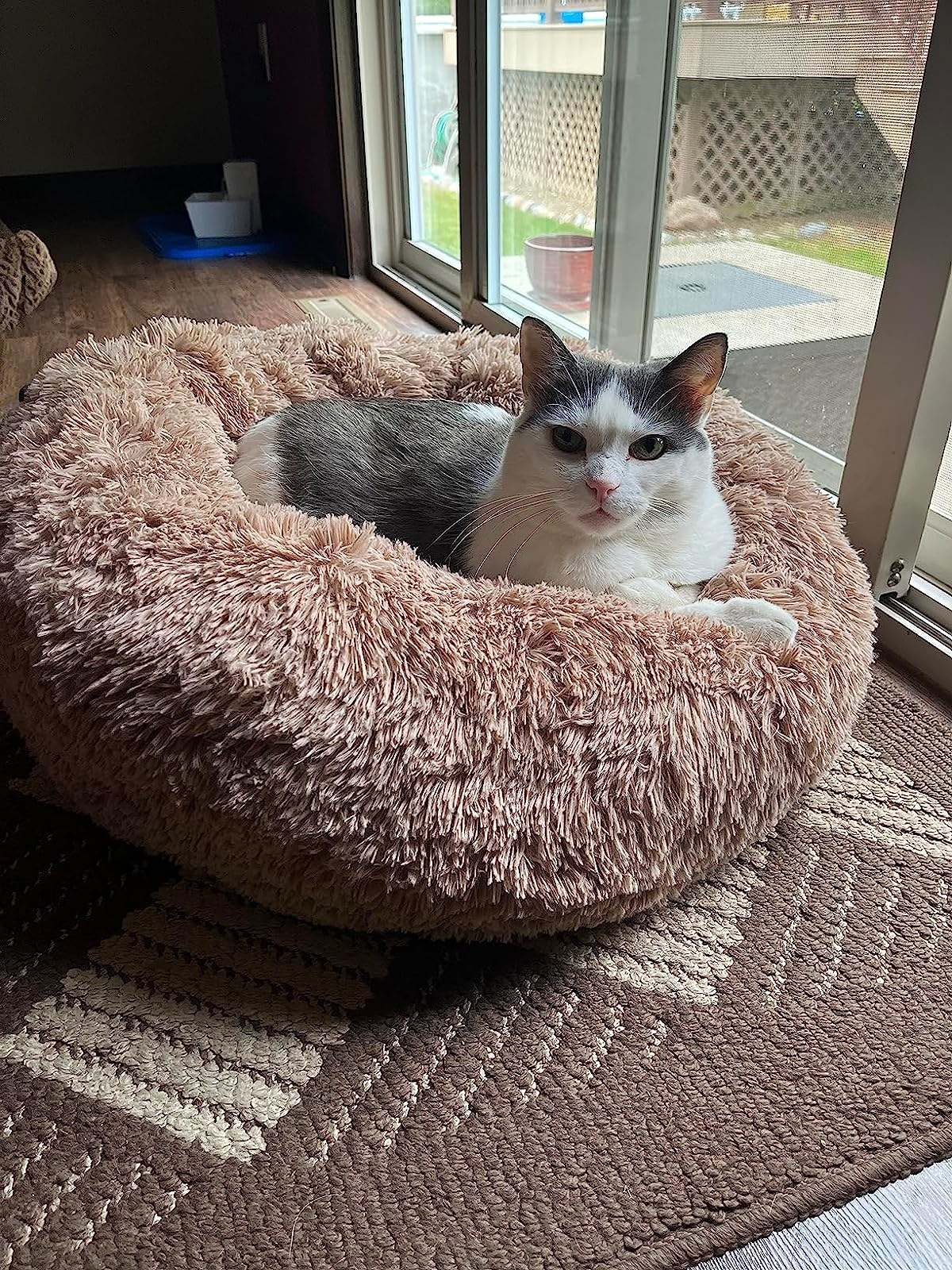 a reviewer&#x27;s photo of their cat in the donut bed