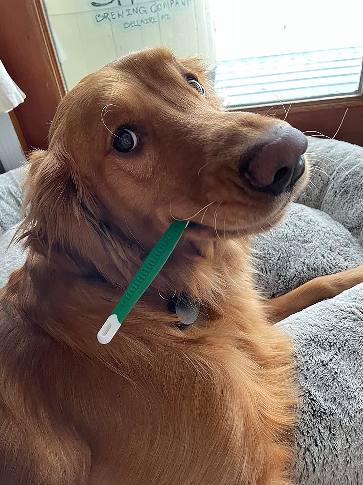 a reviewer&#x27;s dog with the toothbrush in its mouth