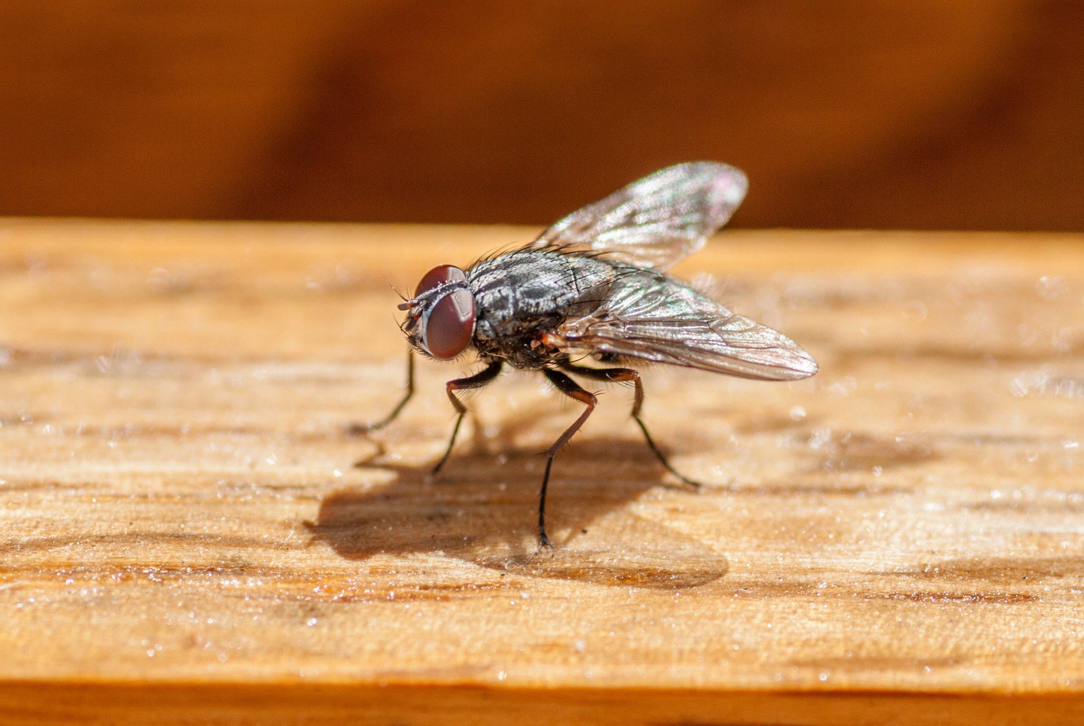 Up-close photograph of a fly on a wooden table in springtime