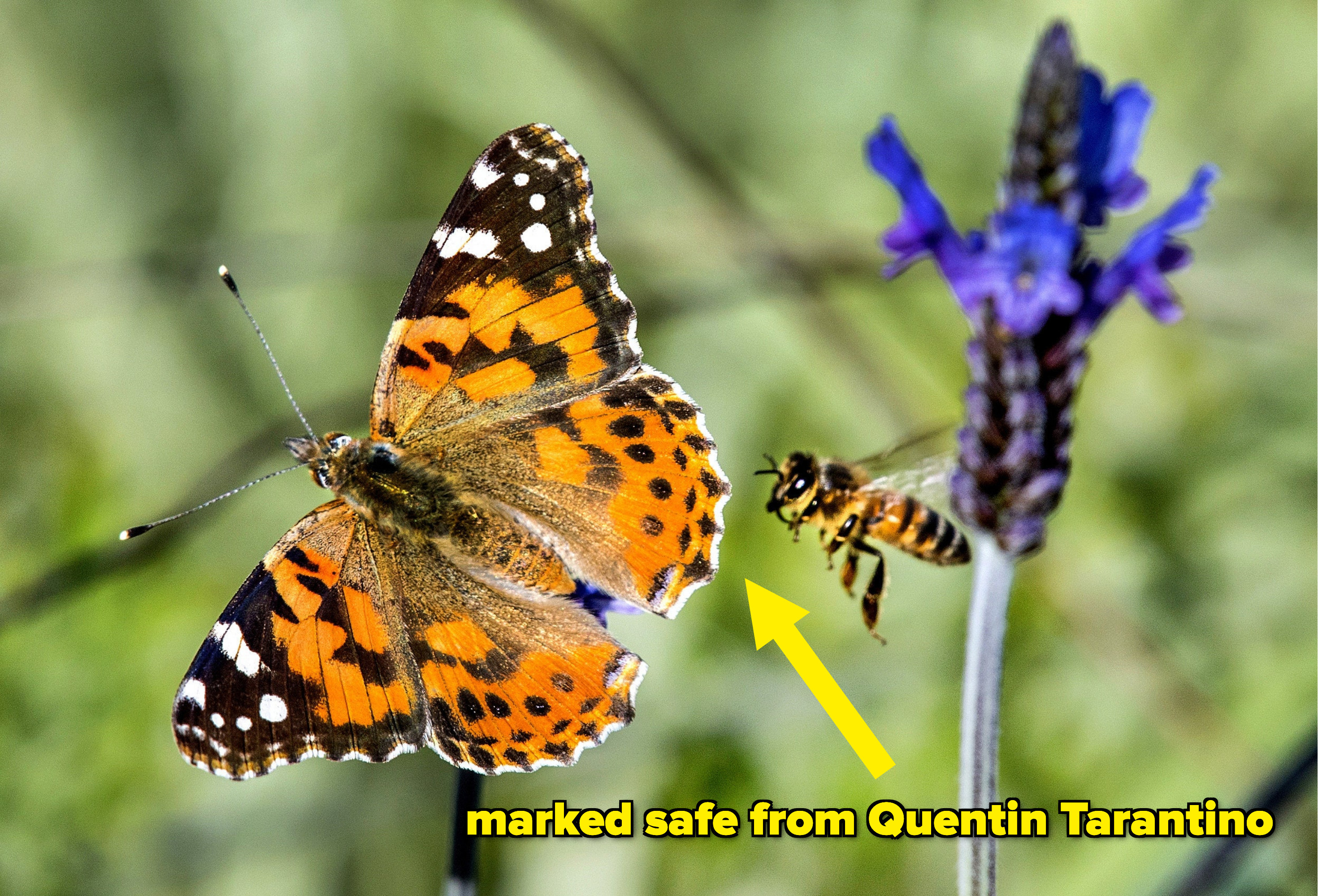 Butterly and honey bee marked safe from Quentin Tarantino