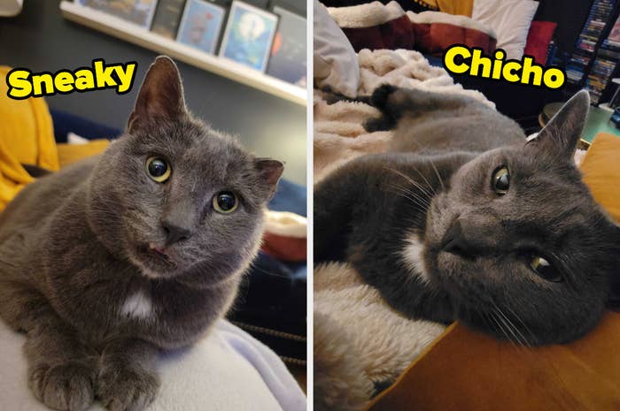 two photos of buzzfeed editor&#x27;s gray cats, sneaky and chicho