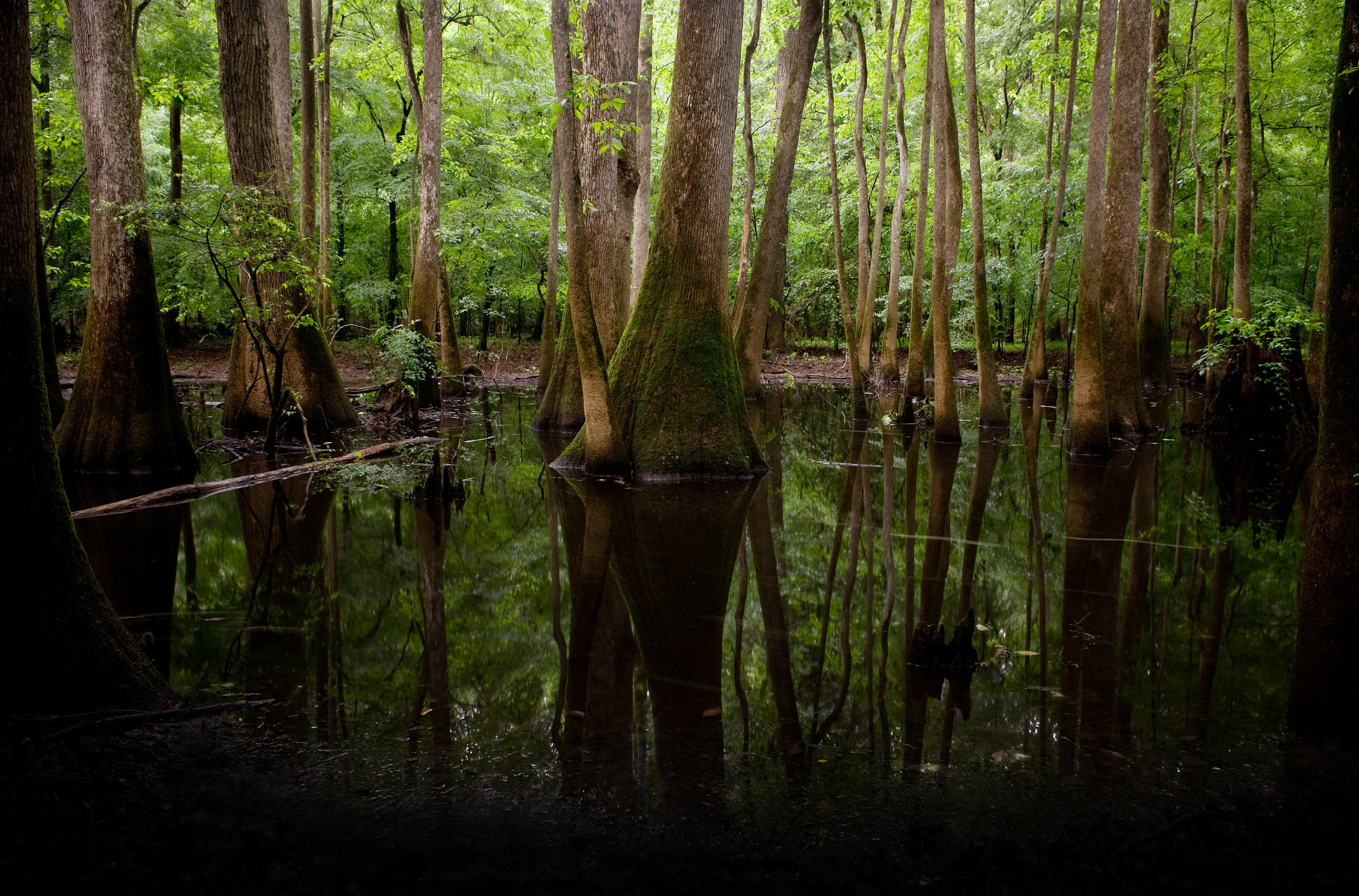 A swamp in Congaree National Park, South Carolina.