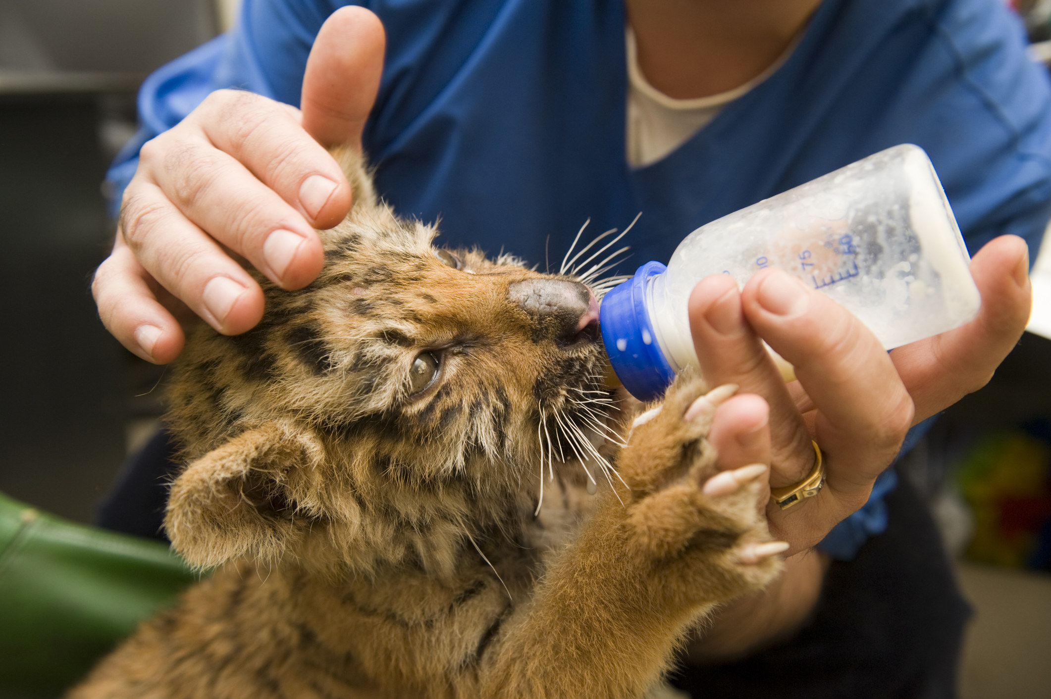 baby lion being fed from a bottle