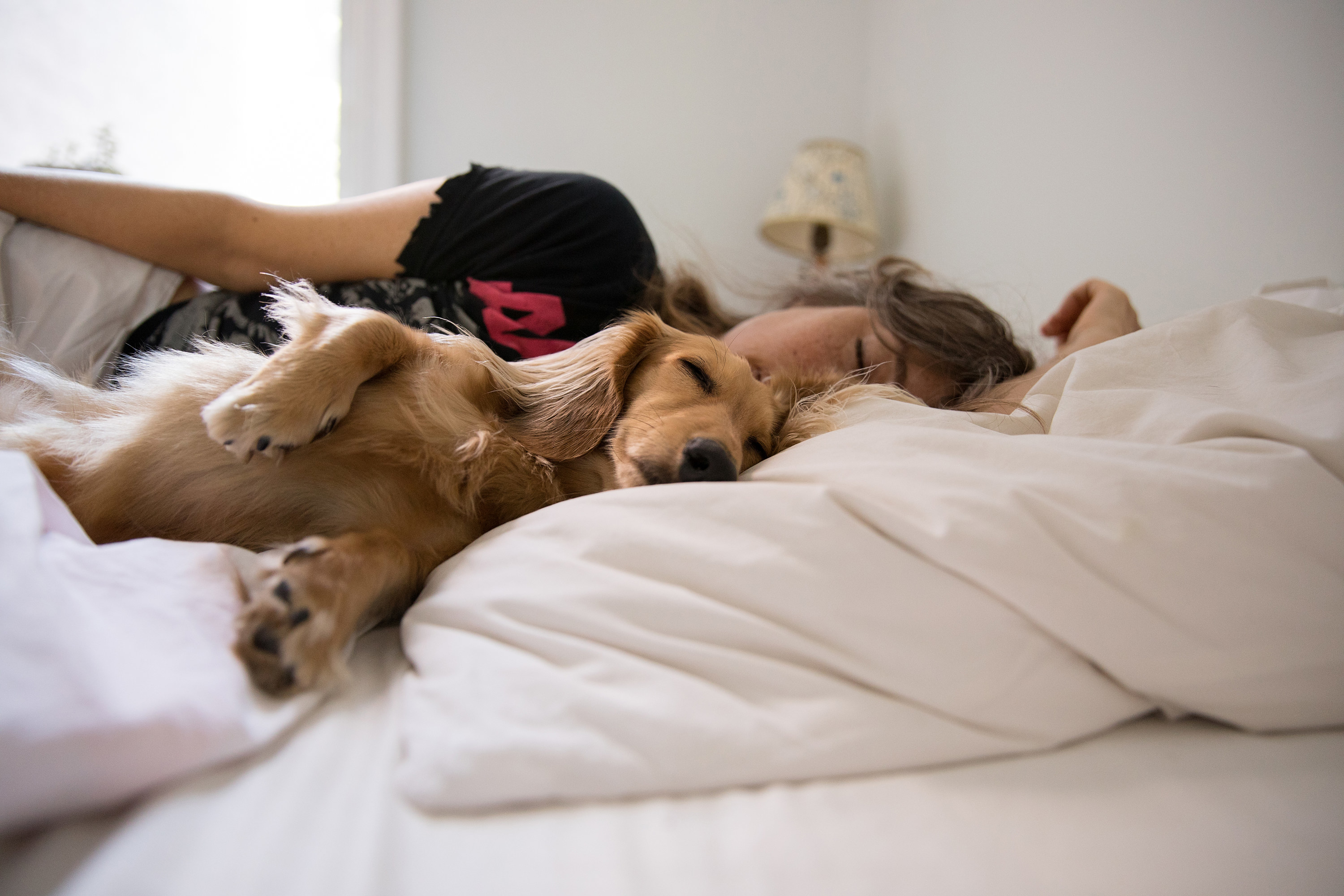 a dog lying next to owner in bed