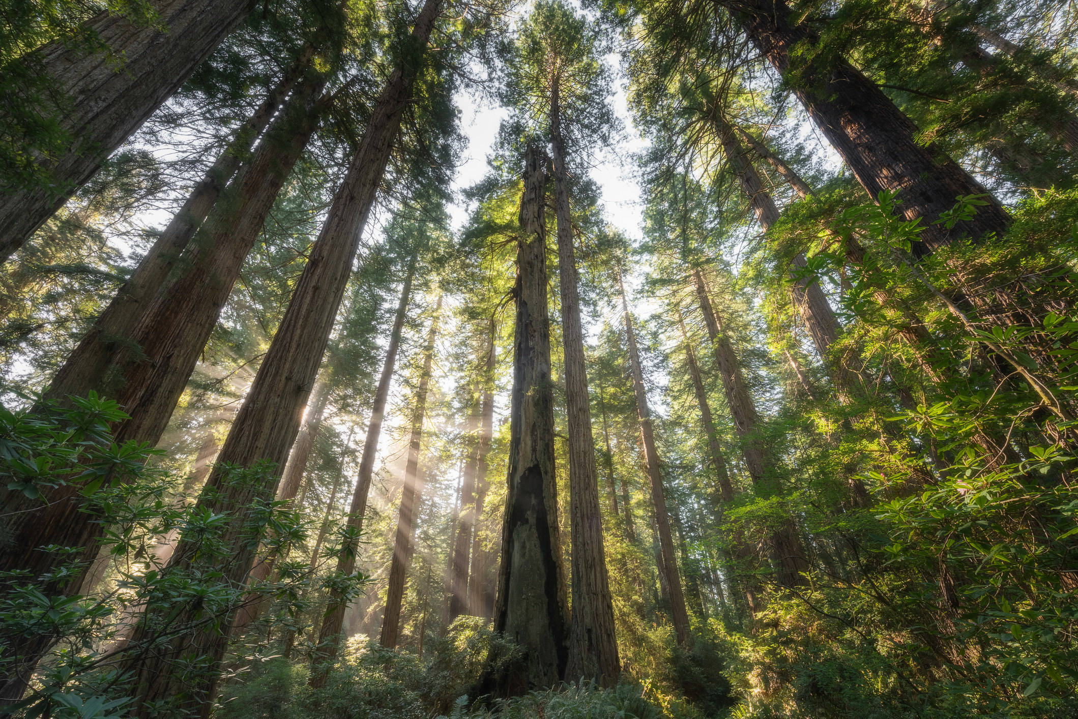 Light shines through the big tall trees in the Redwood Forest.