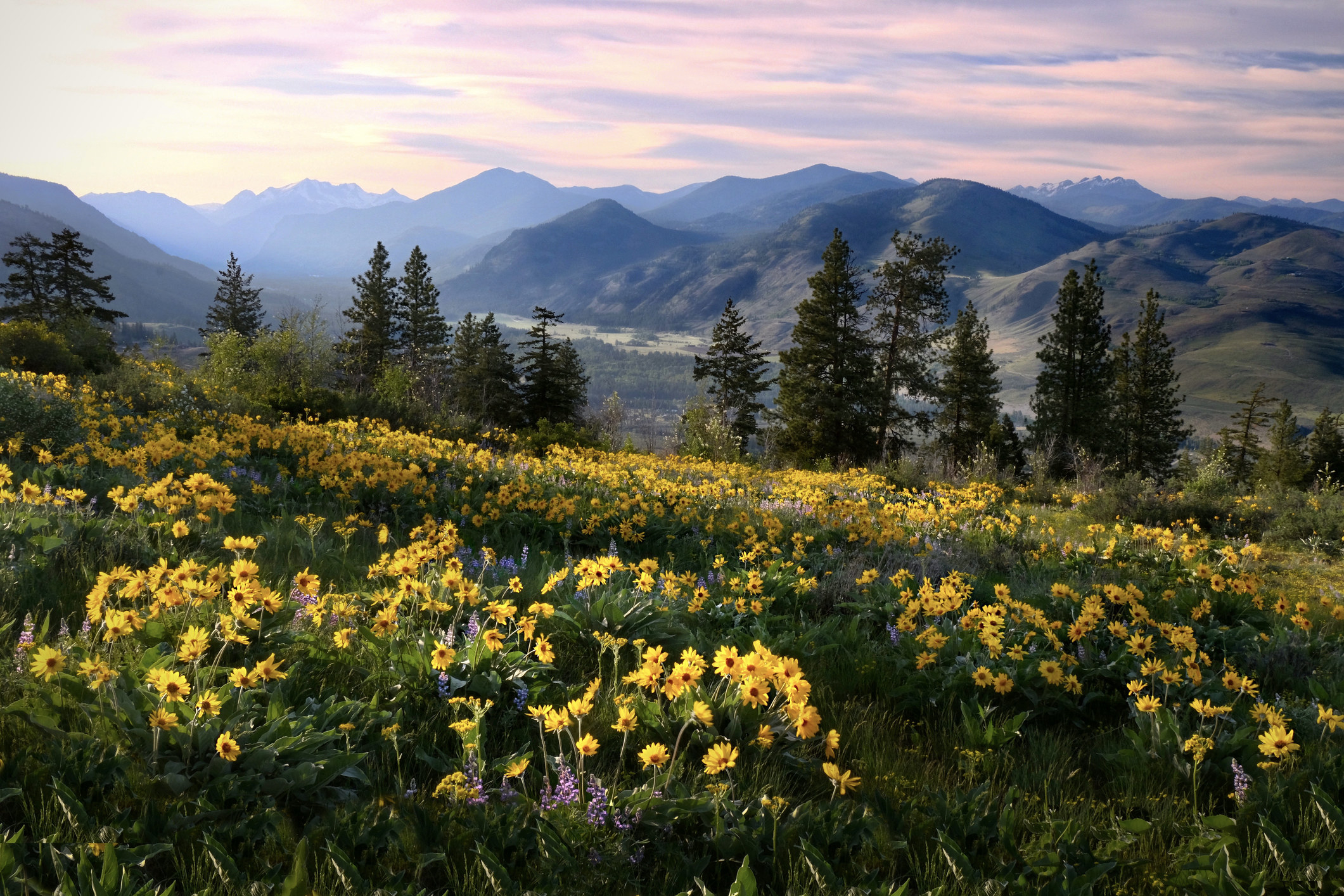 Flowers in meadows by snowcapped mountains in North Cascades National Park.