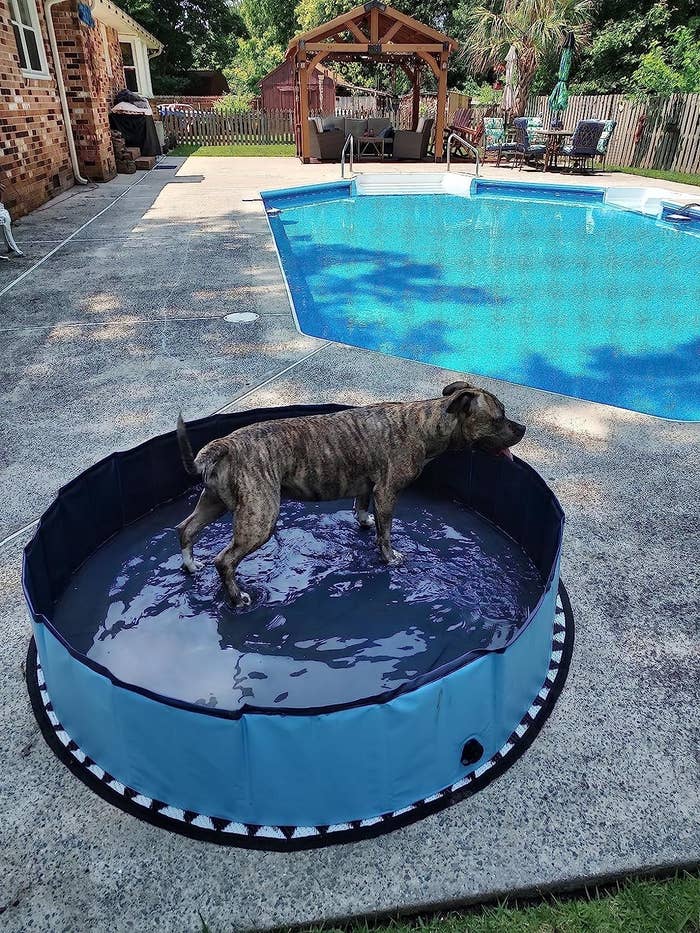 a reviewer&#x27;s photo of their dog in the pool in the backyard