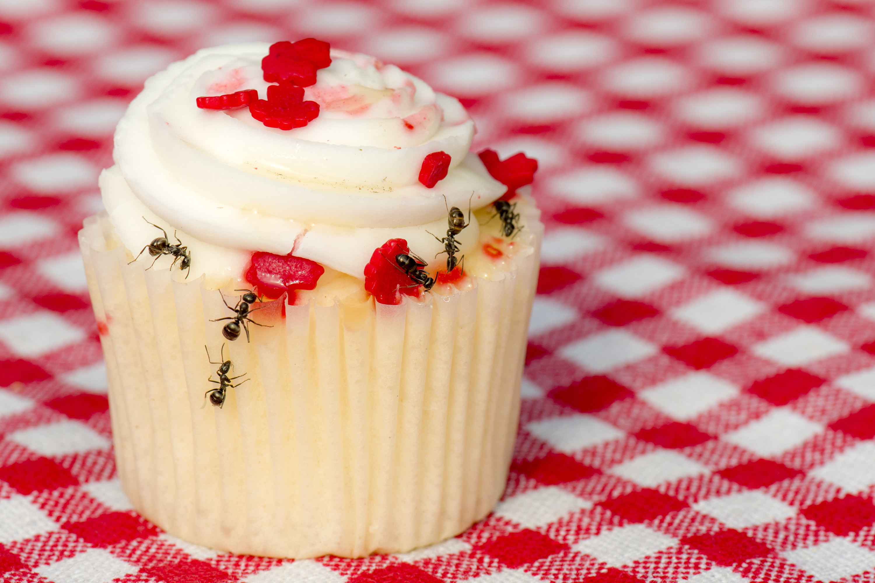 Closeup of several ants on a cupcake