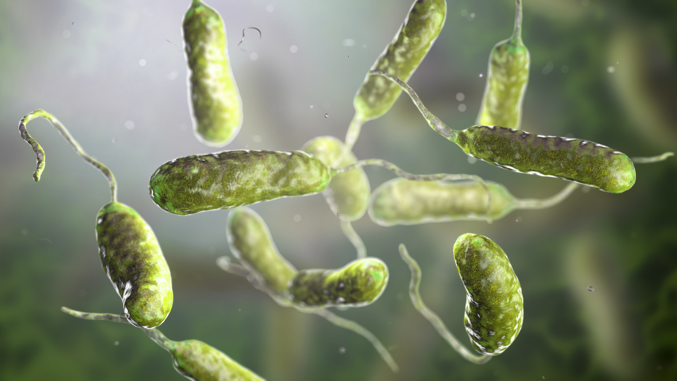A 3D rendering of the bacteria