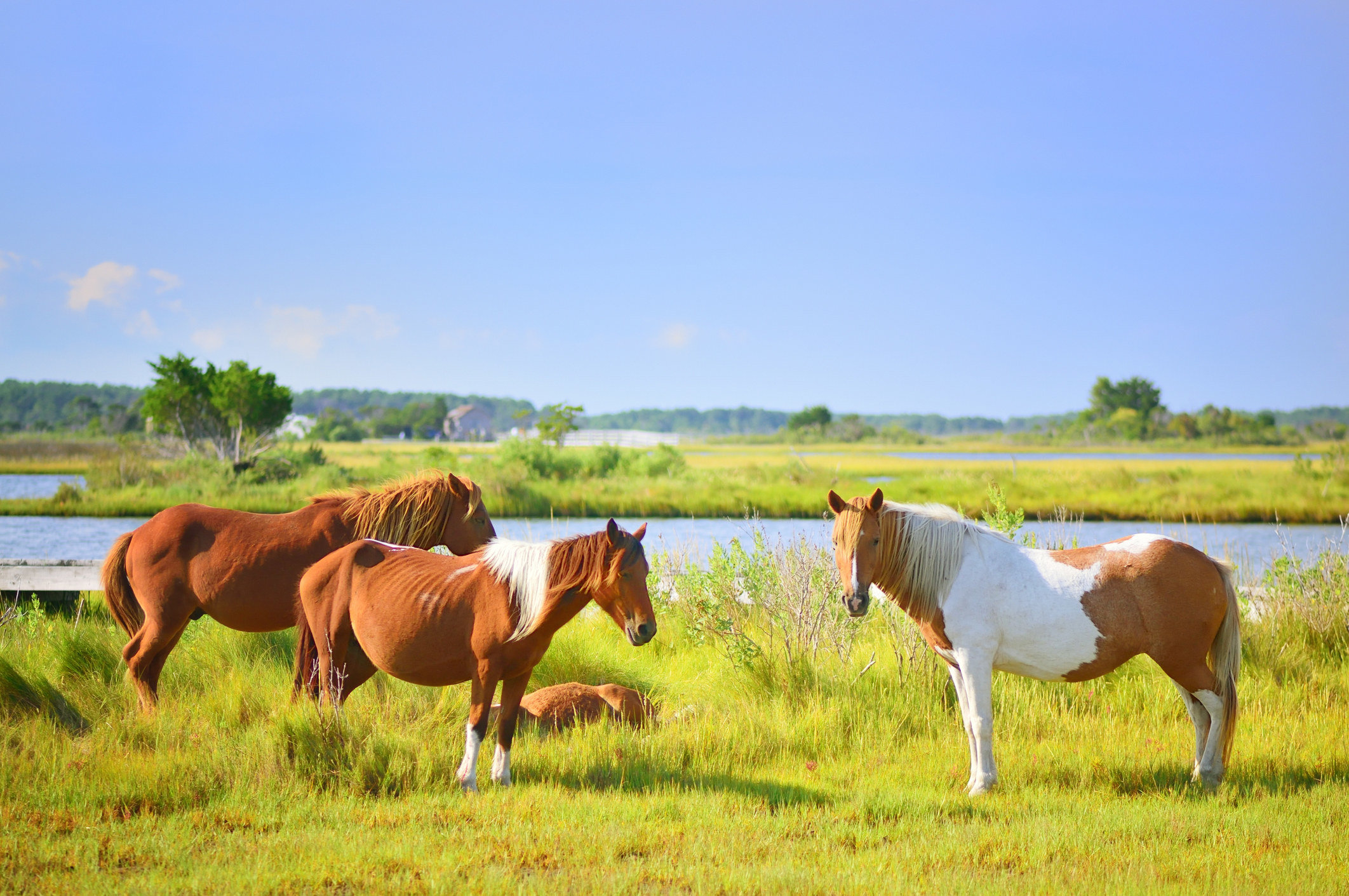 A small group of Assateague Ponies grazing on marsh grasses.