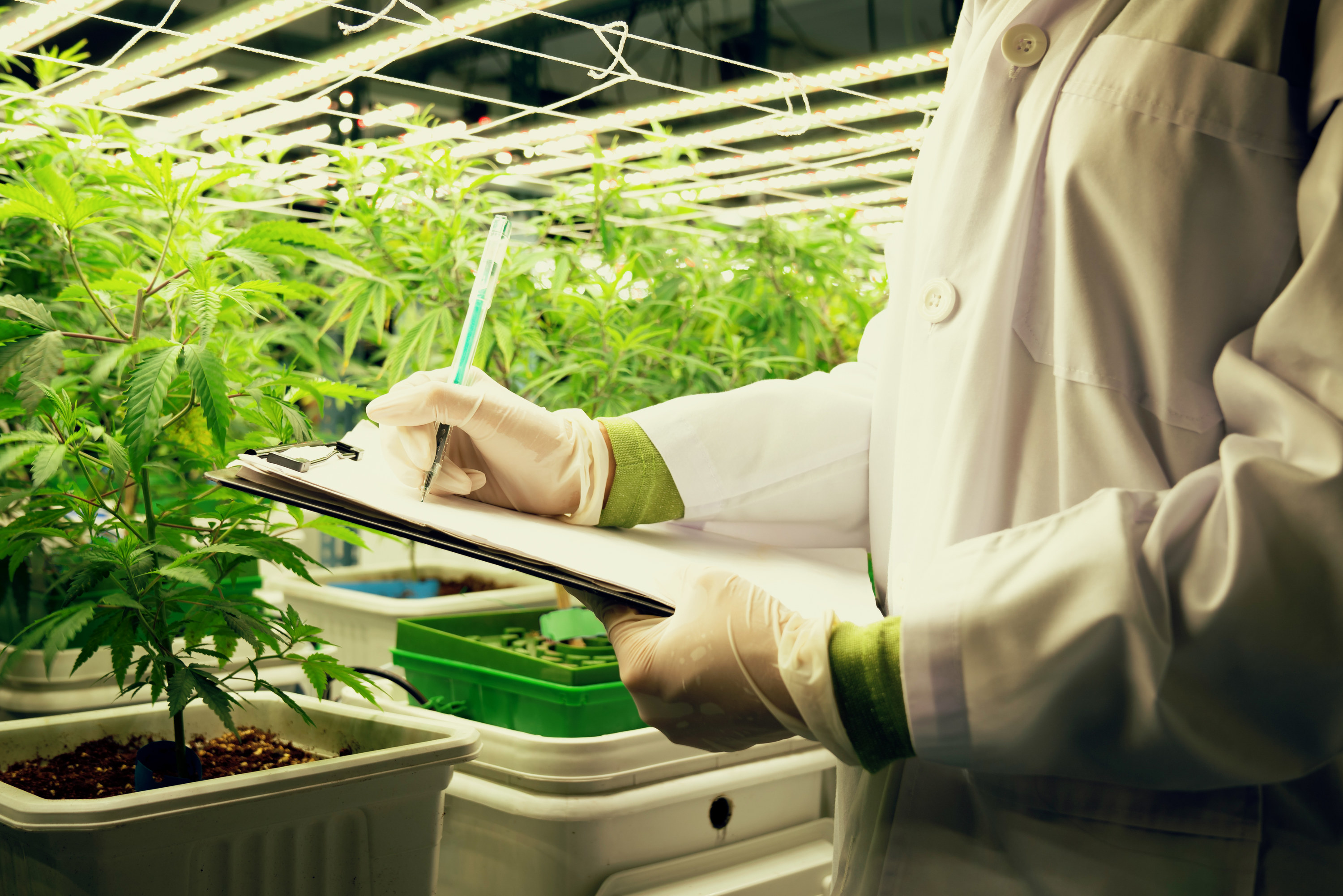 A scientist amid marijuana plants taking notes about cannabis growth