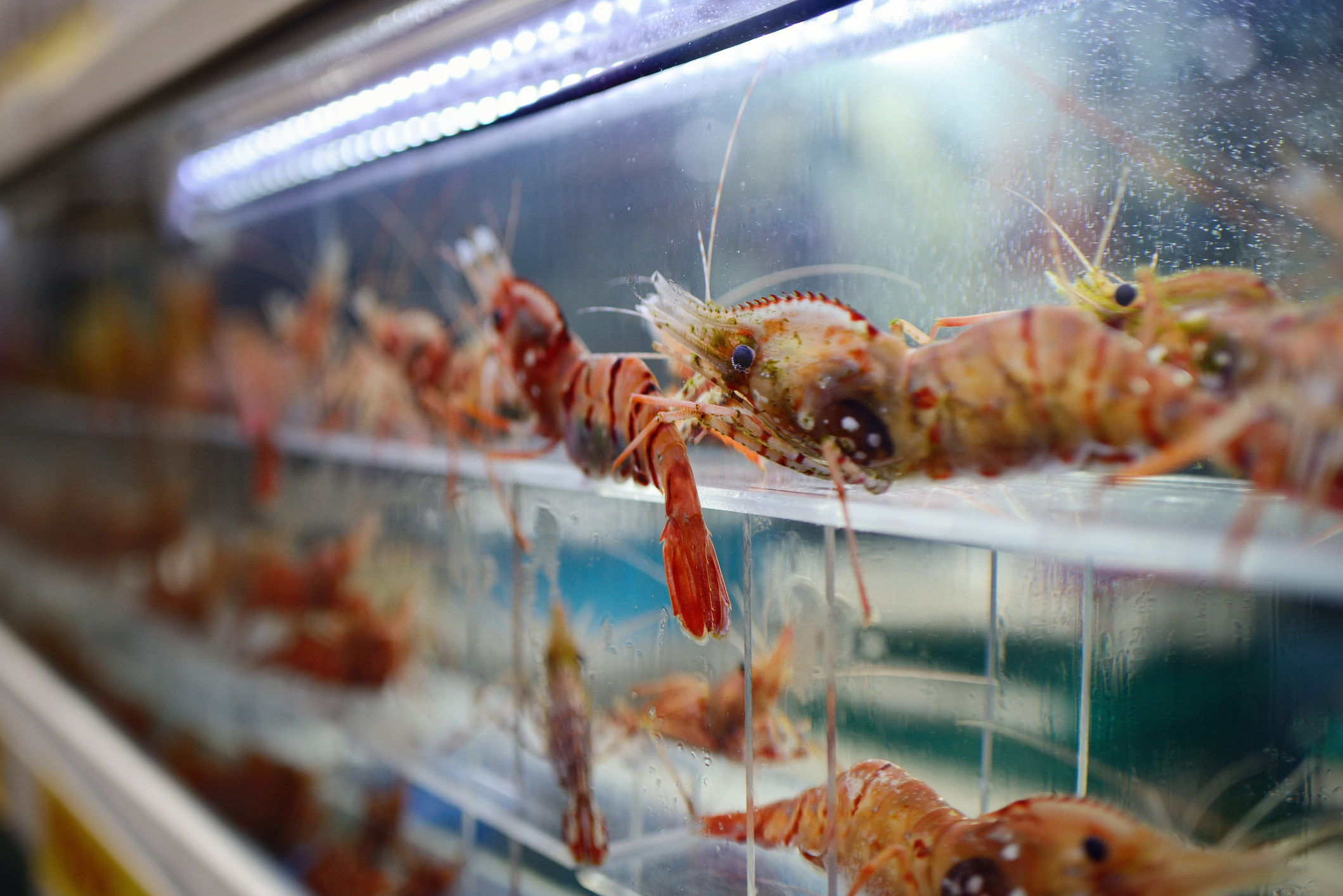 Live prawns on display at a restaurant.