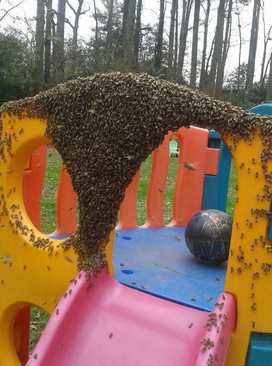 Bees covering a playground slide