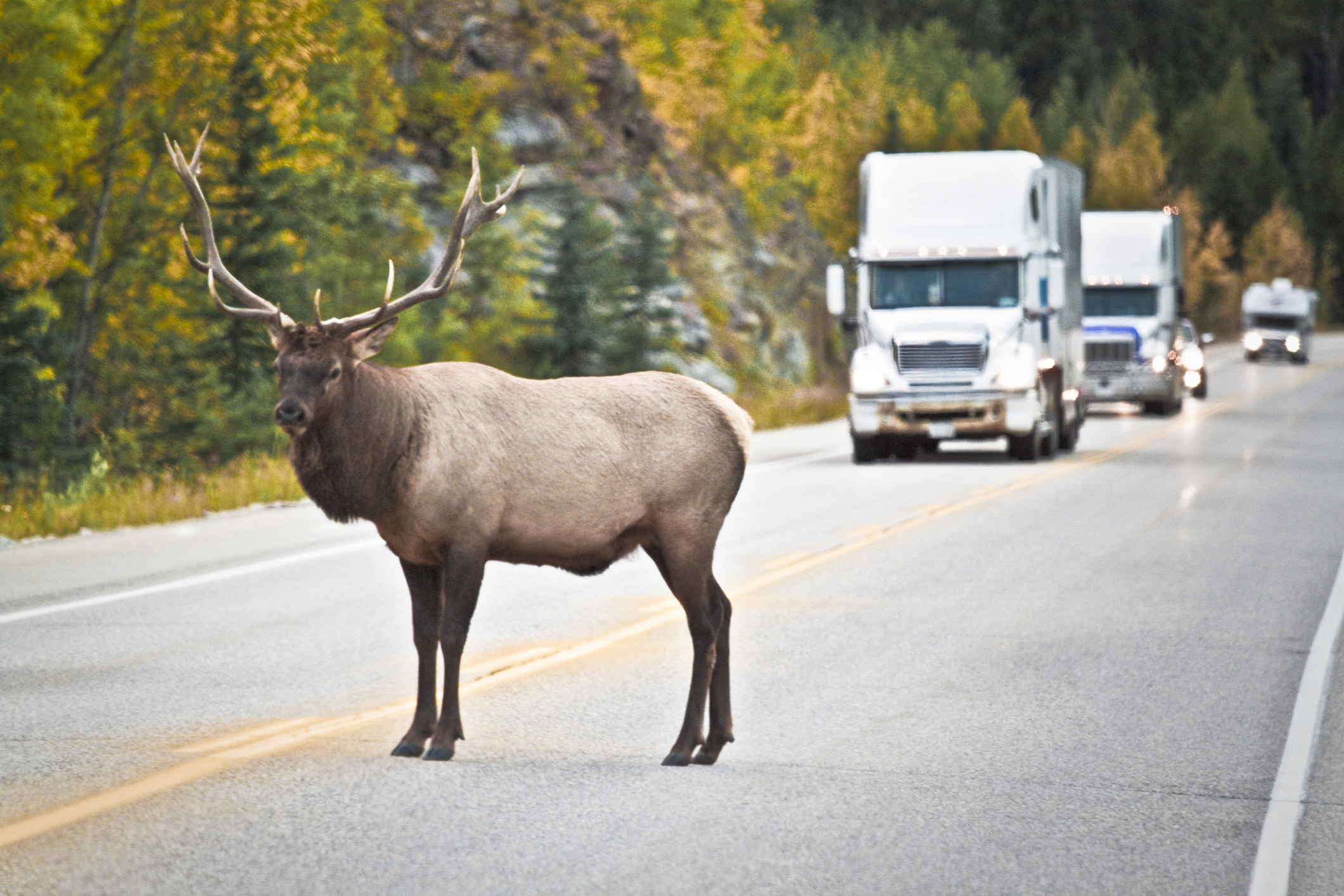 Elk standing in the middle of a road