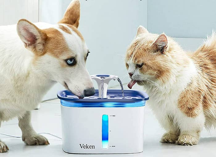 A dog and cat drinking water