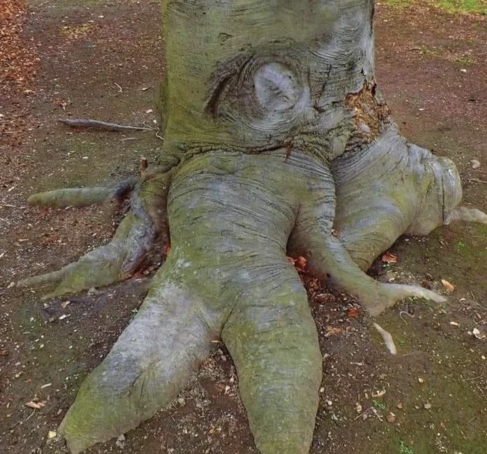 a tree where part of the roots looks like a giant human, with the trunk coming out of where its head shout be