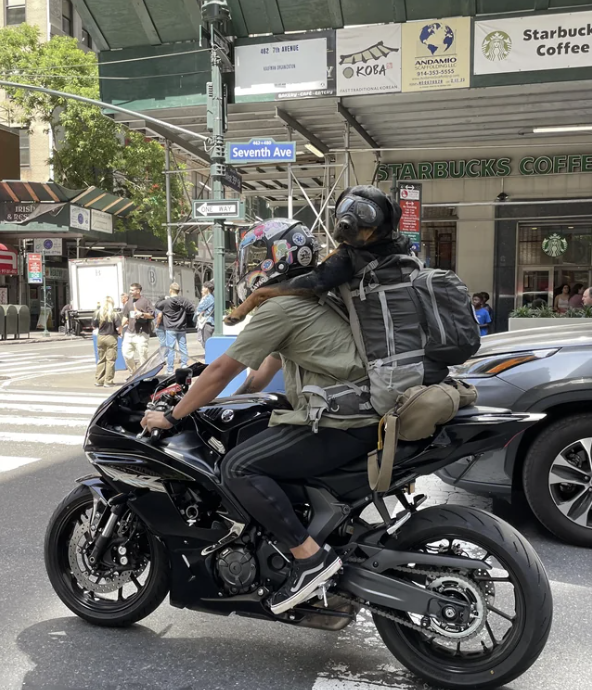 a man riding a motorcycle and his dog with a backpack and goggles on, holding on to him and looking at the camera