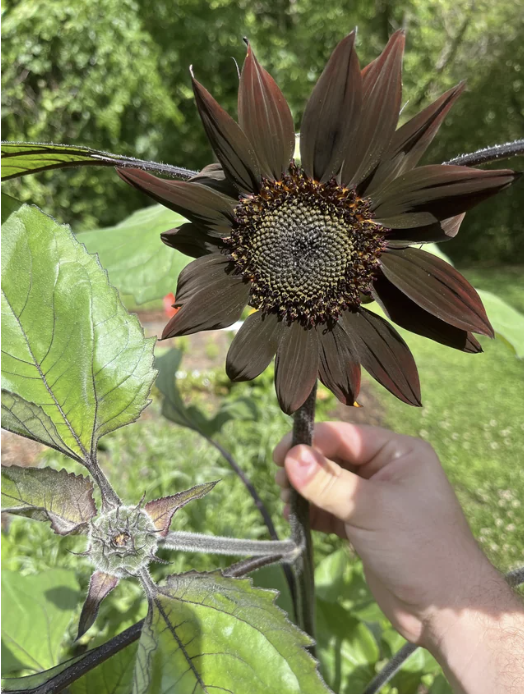 a large, black sunflower