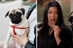 a pug puppy next to a separate image of kourtney kardashian eating a cookie