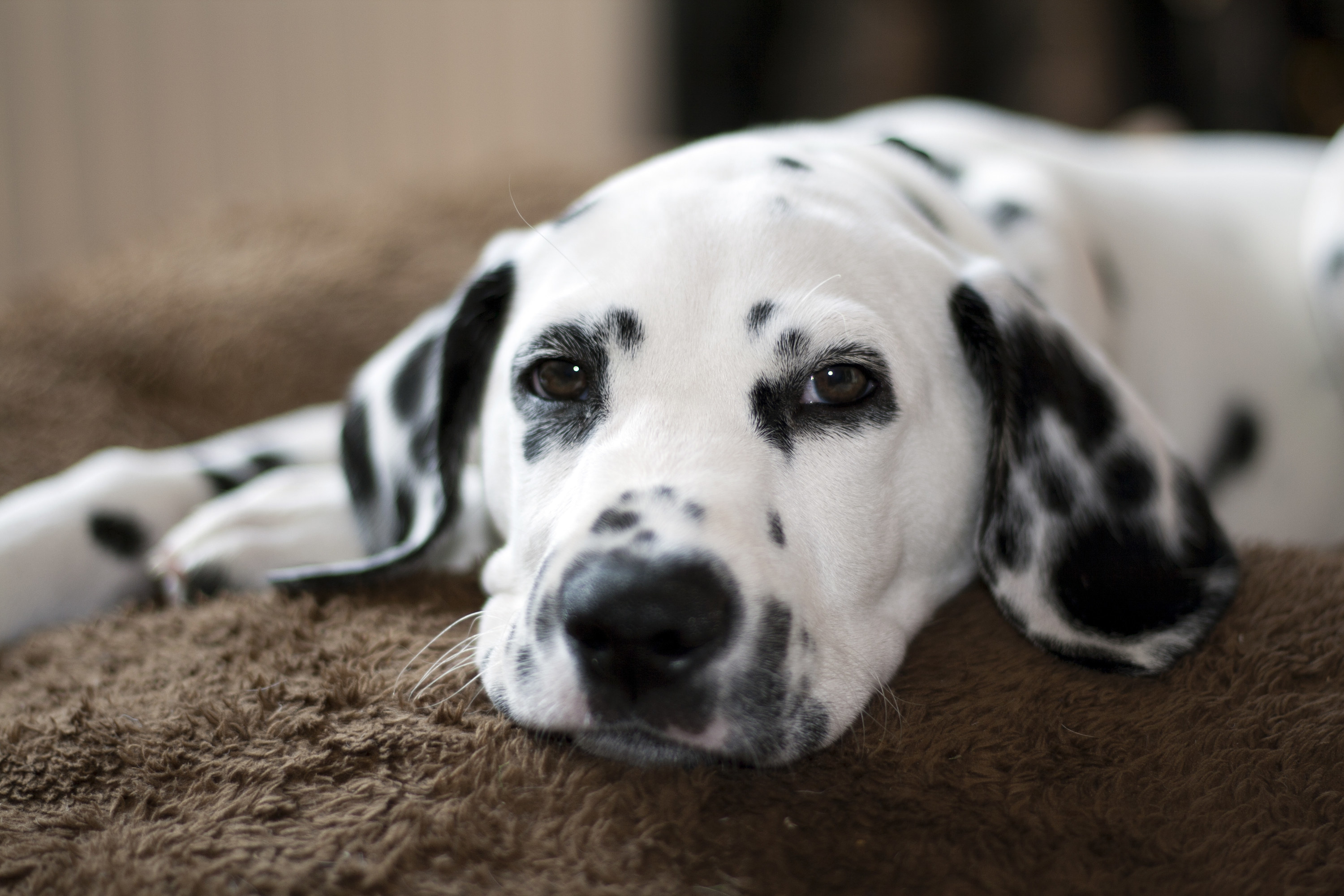 A Dalmatian sitting around