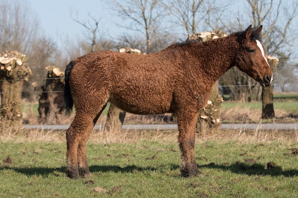 A Bashkir Curly horse