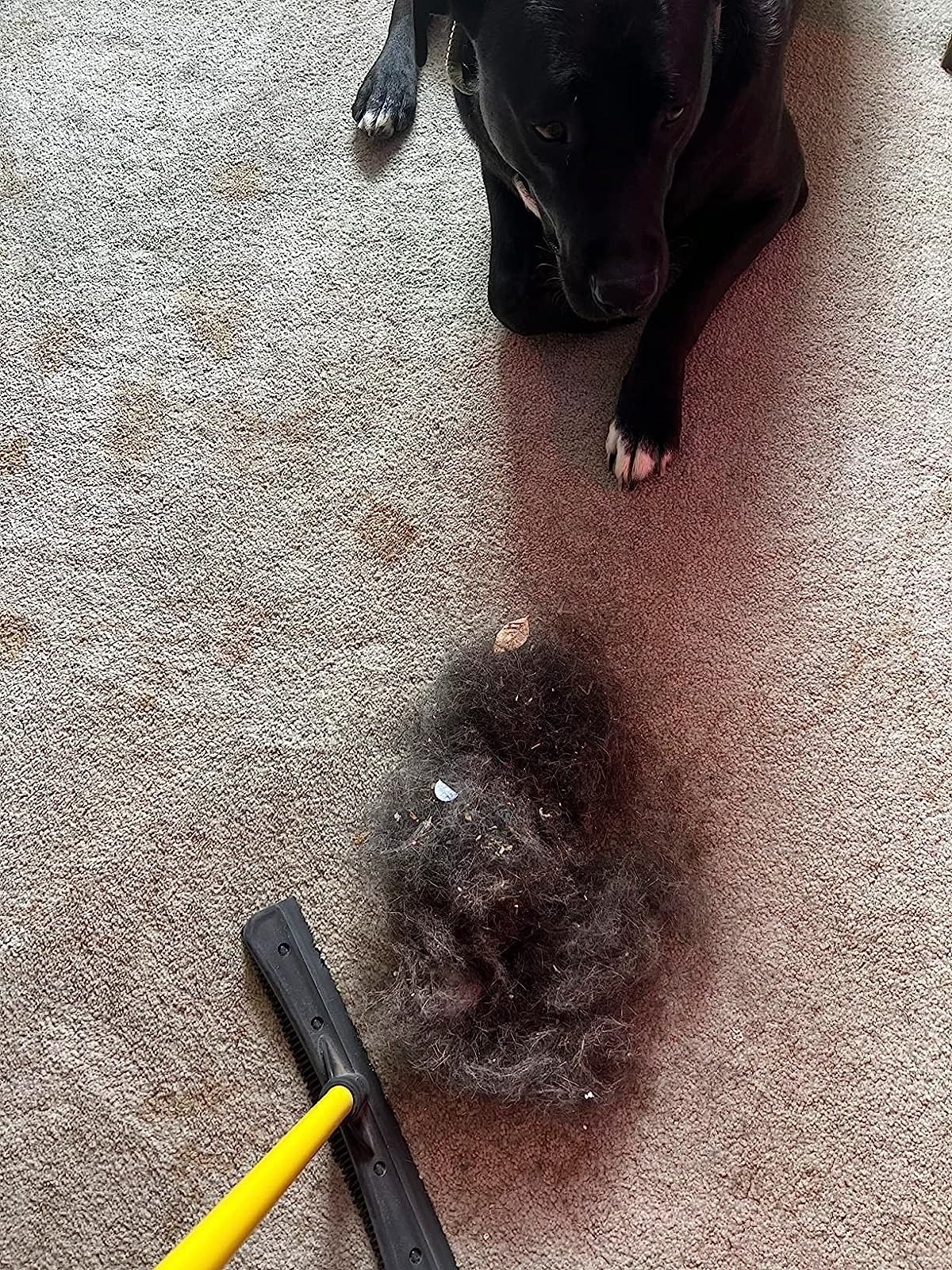 Reviewer&#x27;s photo of a pet hair remover on a carpet with a dog.