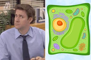 On the left, Jim from The Office furrowing his brows in concern, and on the right, a drawing of a plant cell