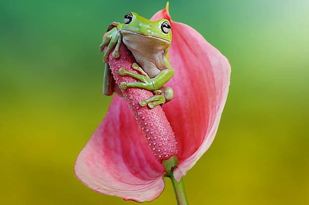 A frog grabbing onto a flower