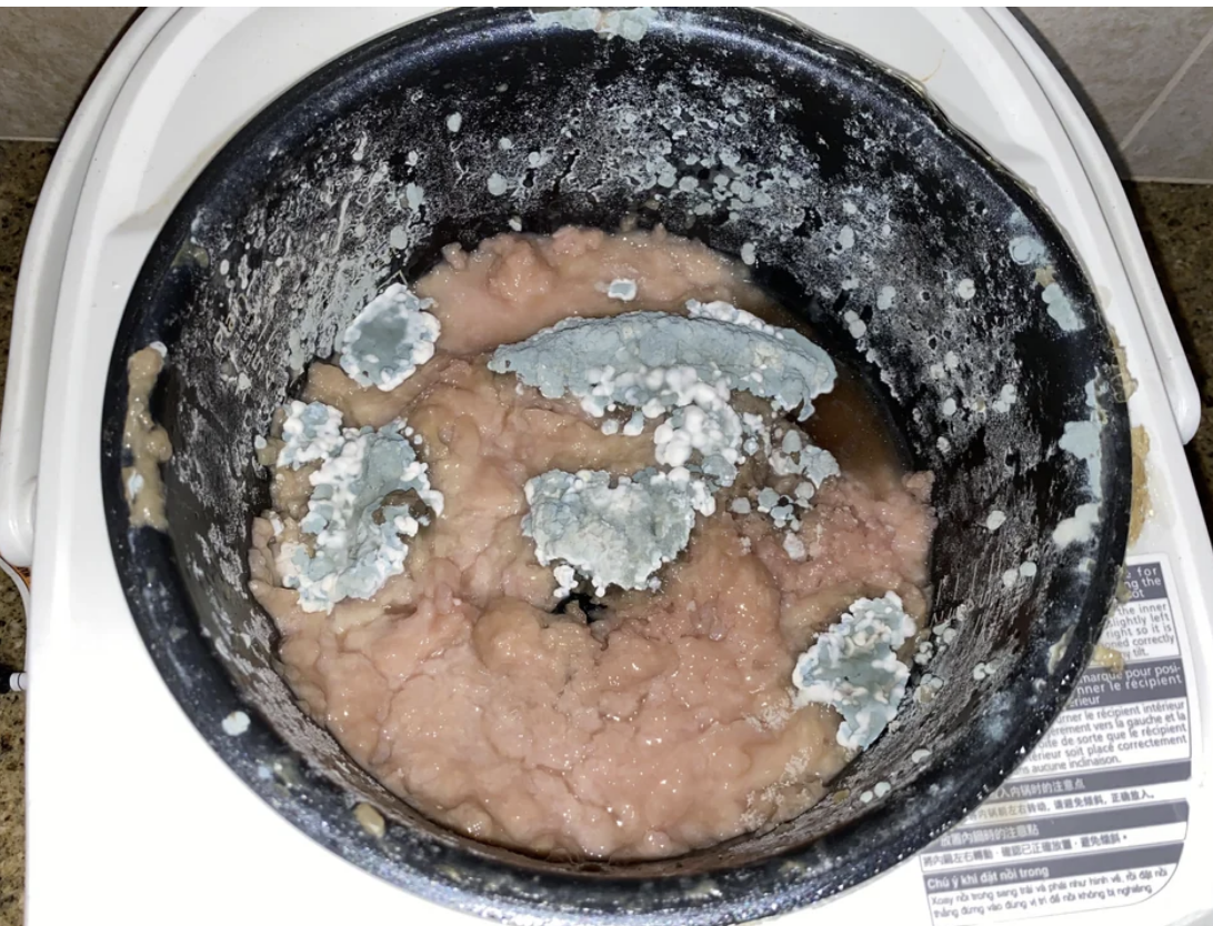 A rice cooker covered with mold