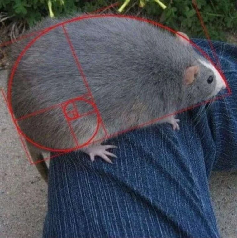 Closeup of a rat with a red diagram drawn over it