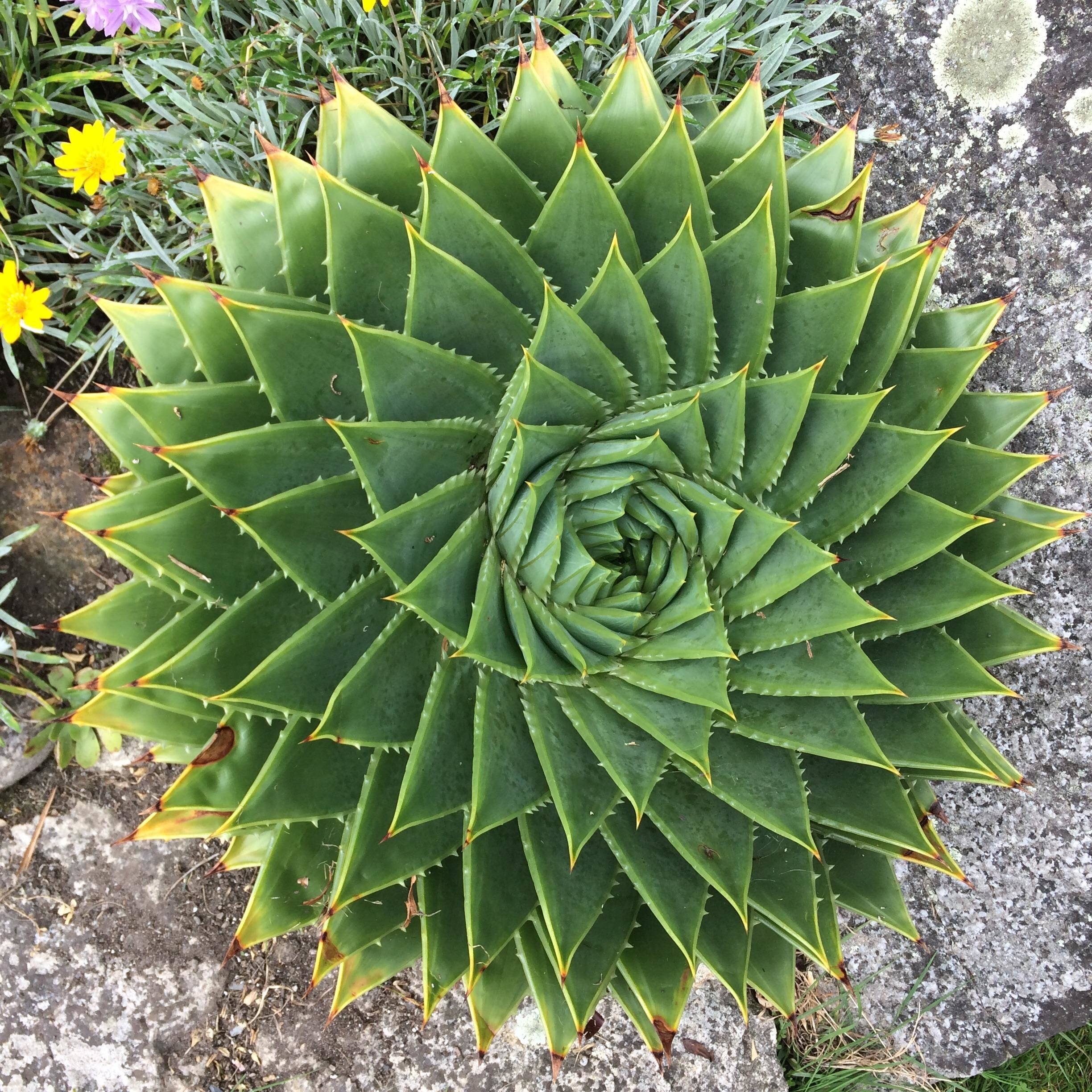 An aloe plant in the shape of a spiral