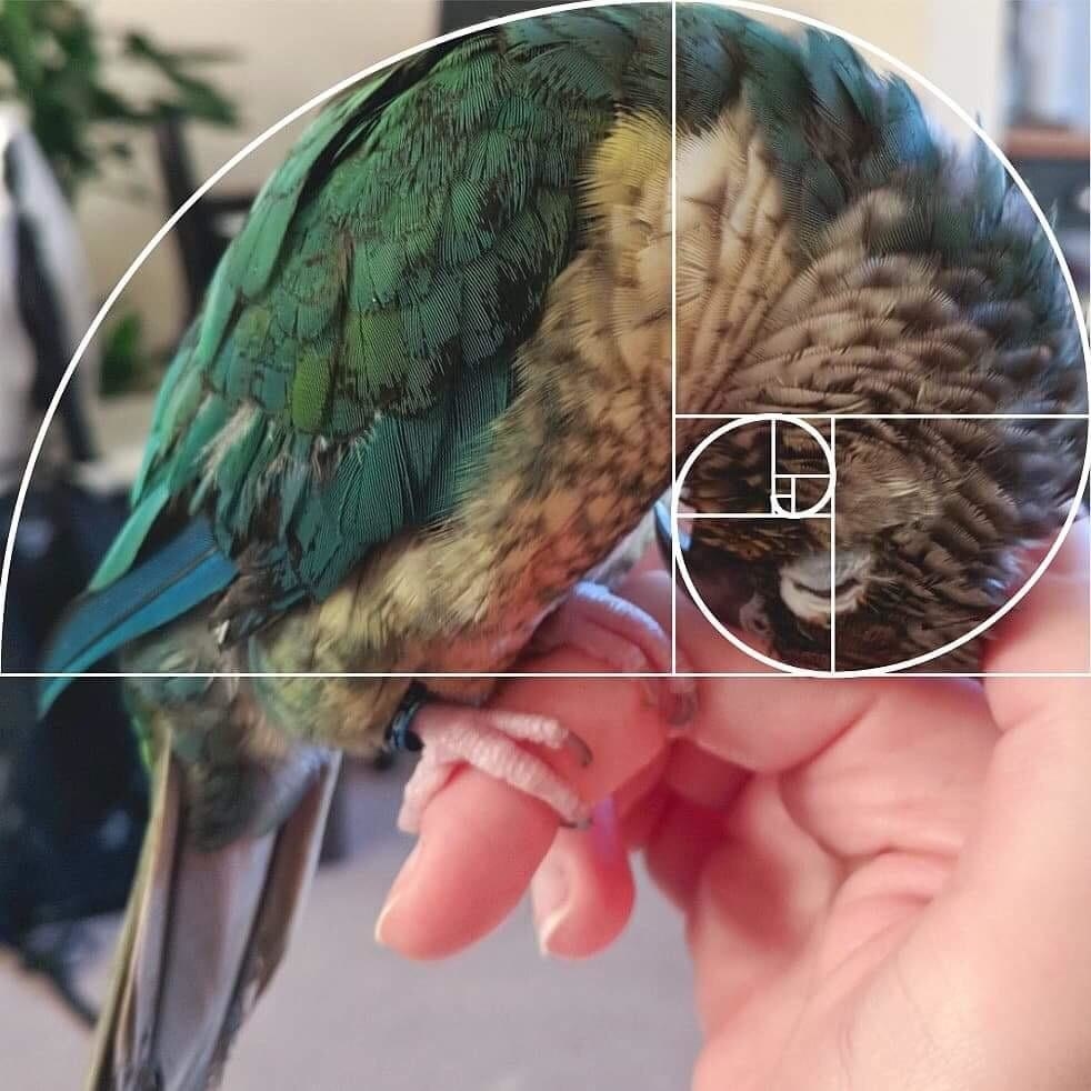 A parrot with a white diagram drawn over it