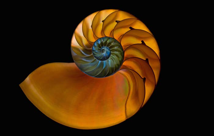 the shell of a nautilus