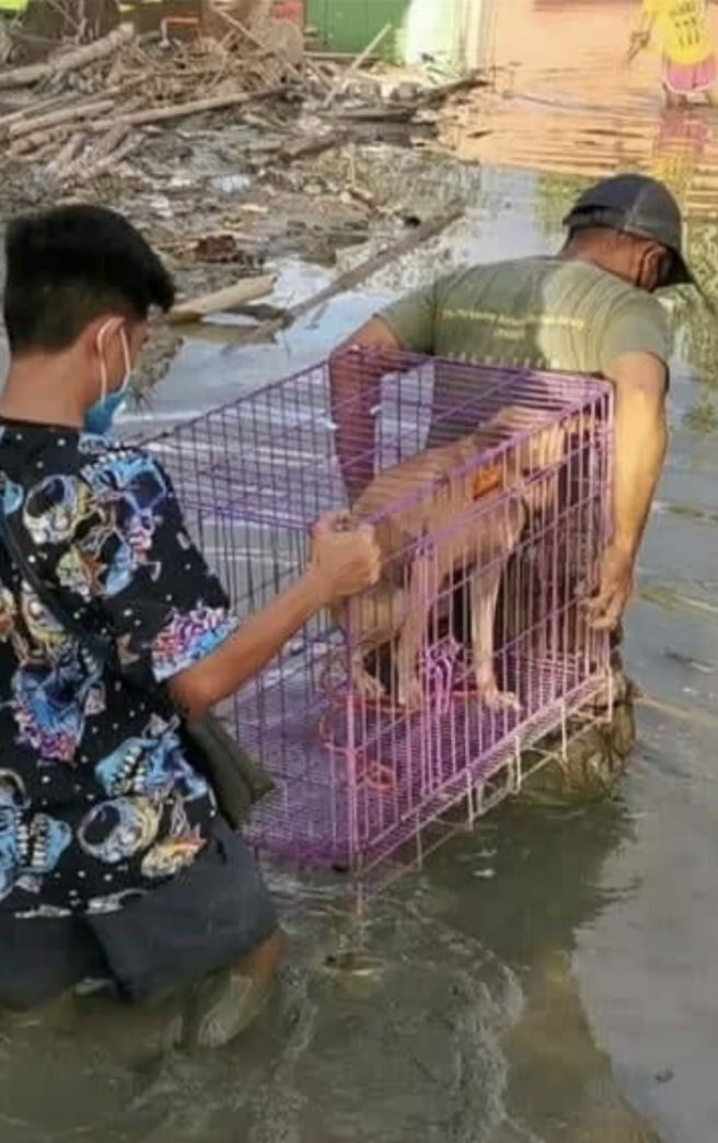 Two people carrying a dog in a cage
