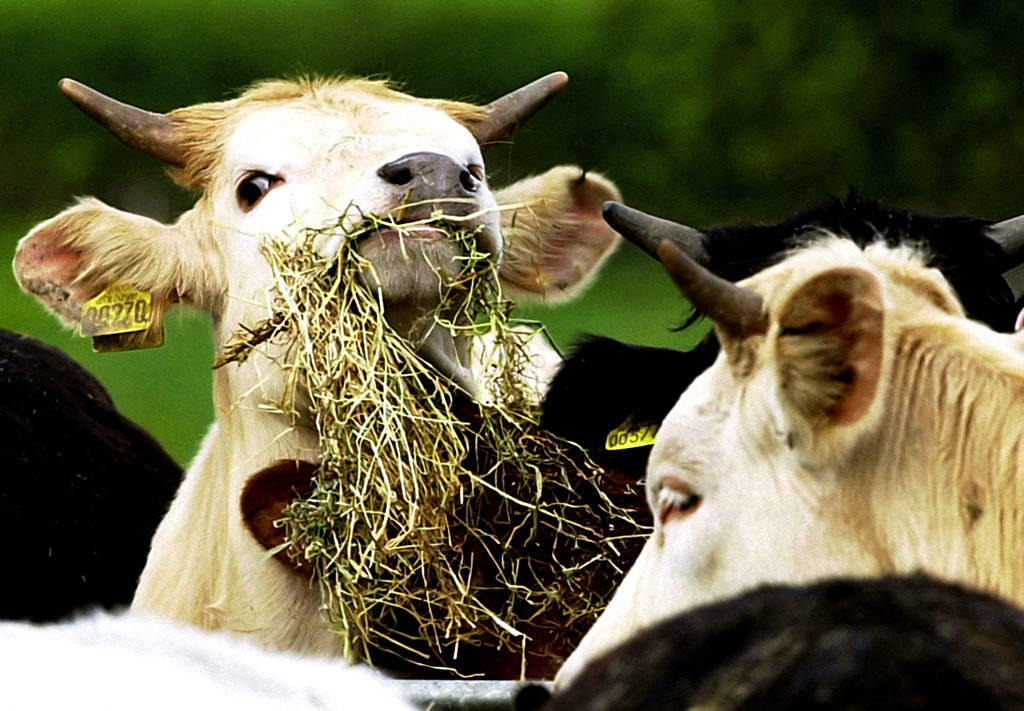 Closeup of a cow with weeds in its mouth