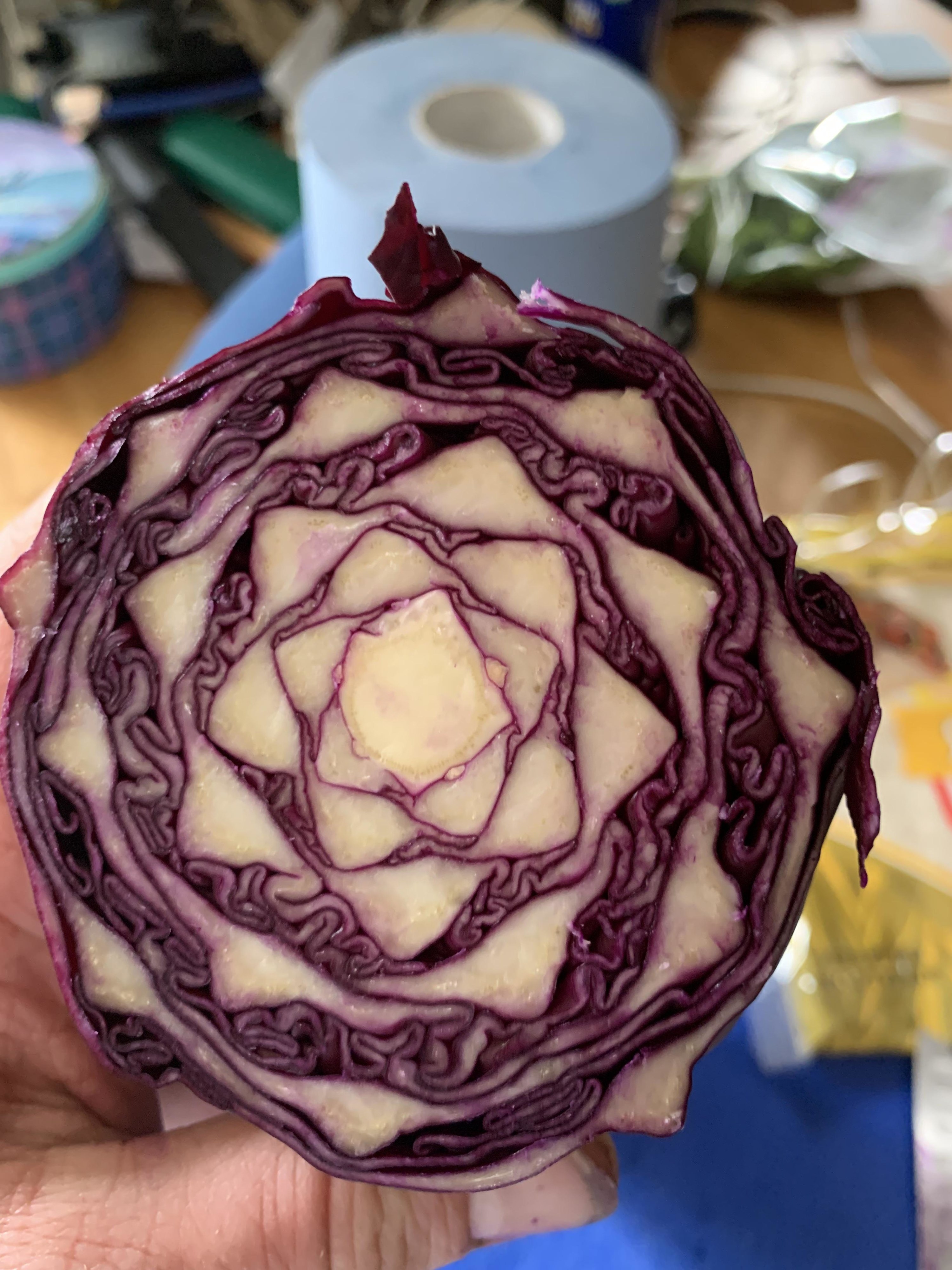 Closeup of a cabbage